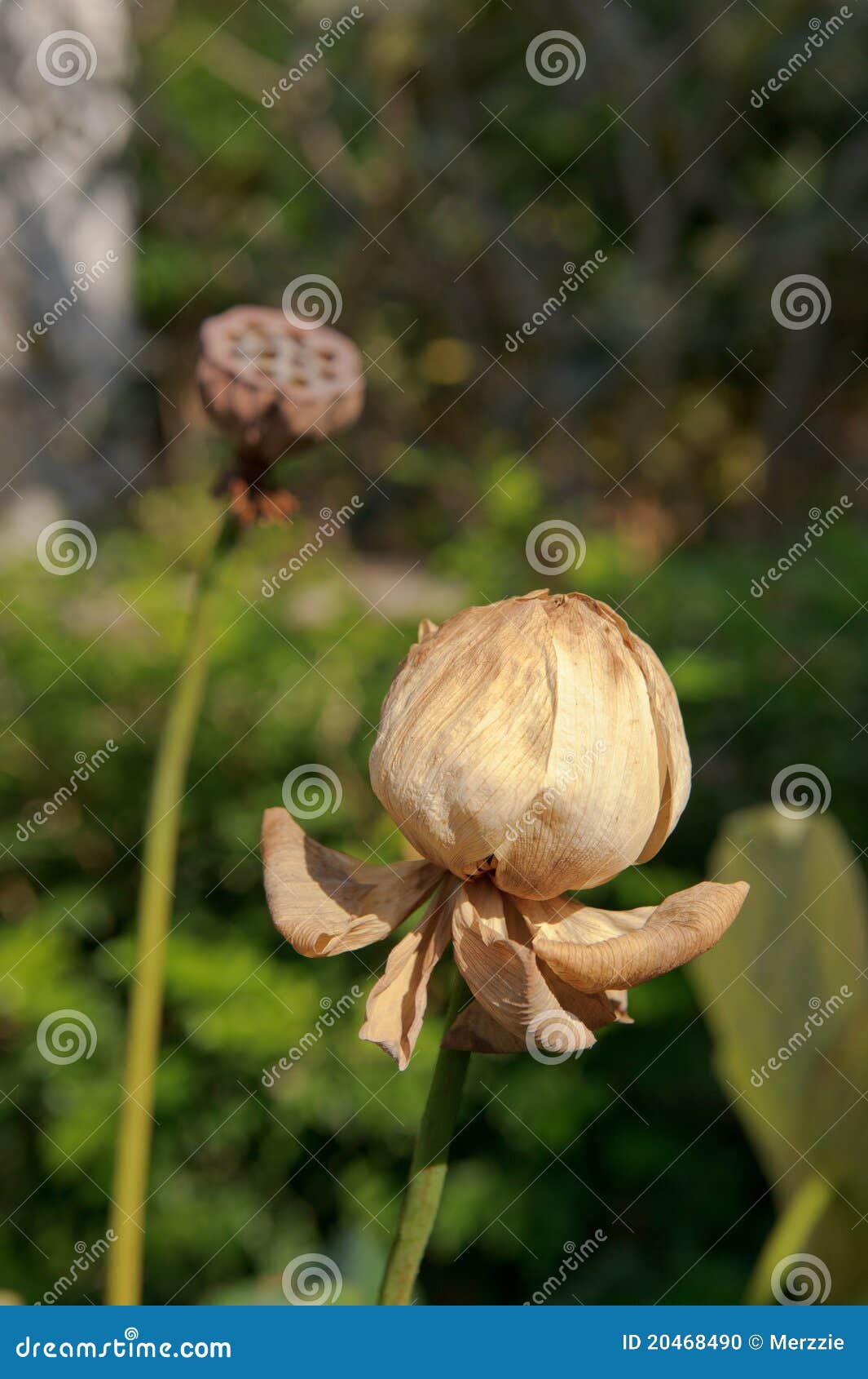 Dried Lotus Flower stock photo. Image of nature, seed 20468490