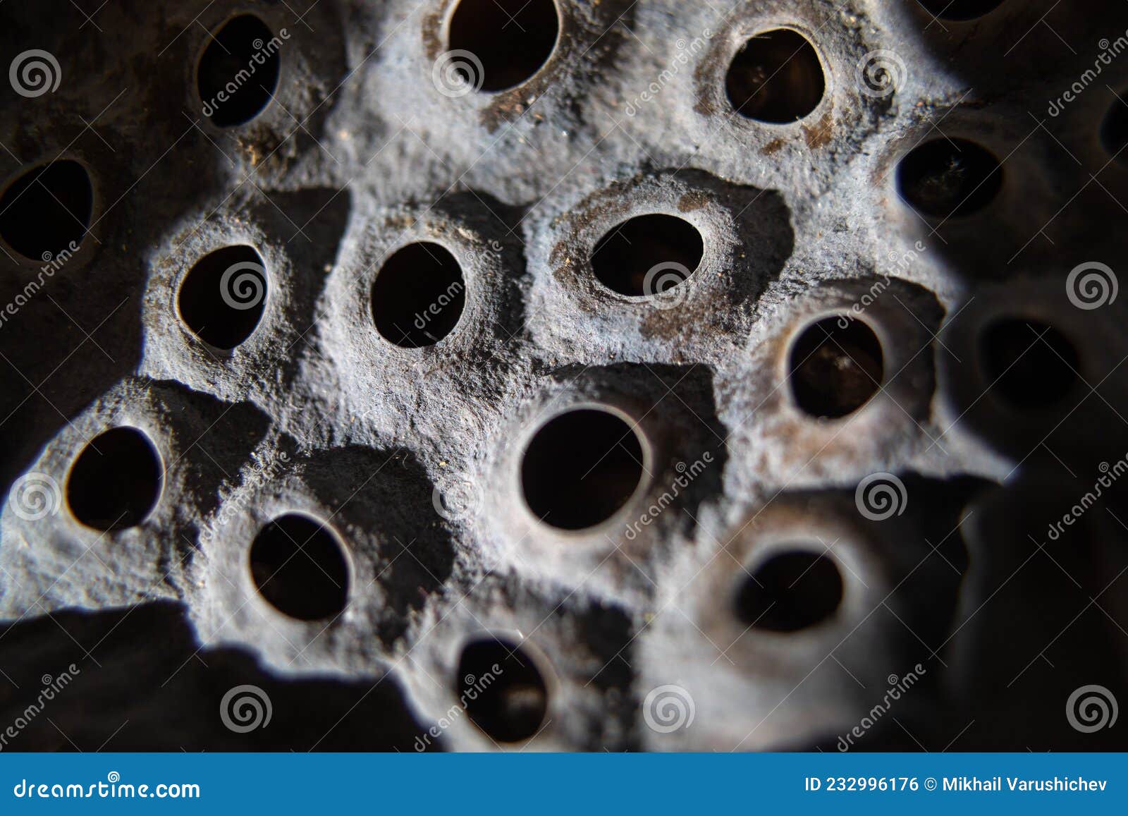 lotus pods trypophobia