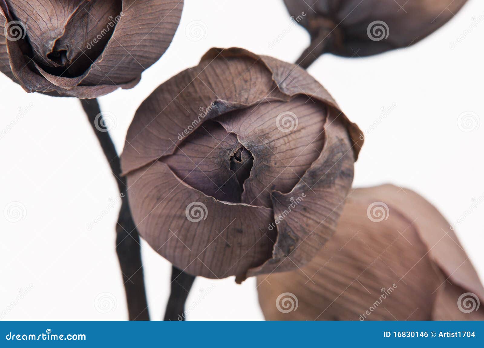Dried Lotus Flowers On A White Background Stock Photo Image of asia