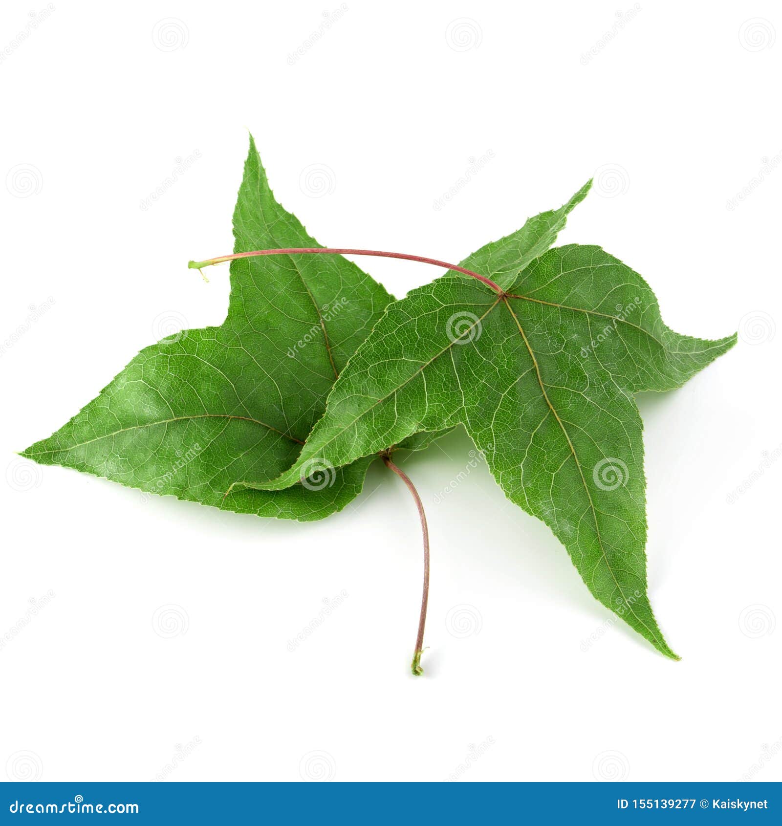 Dried Maple Leaves Isolated Over White Background Stock Image Image