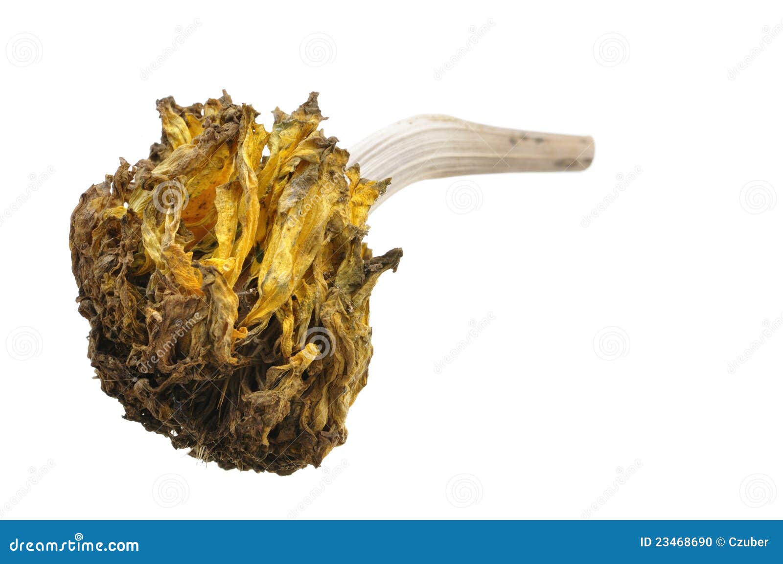 Dried marigold flower stock photo. Image of nature, closeup 23468690