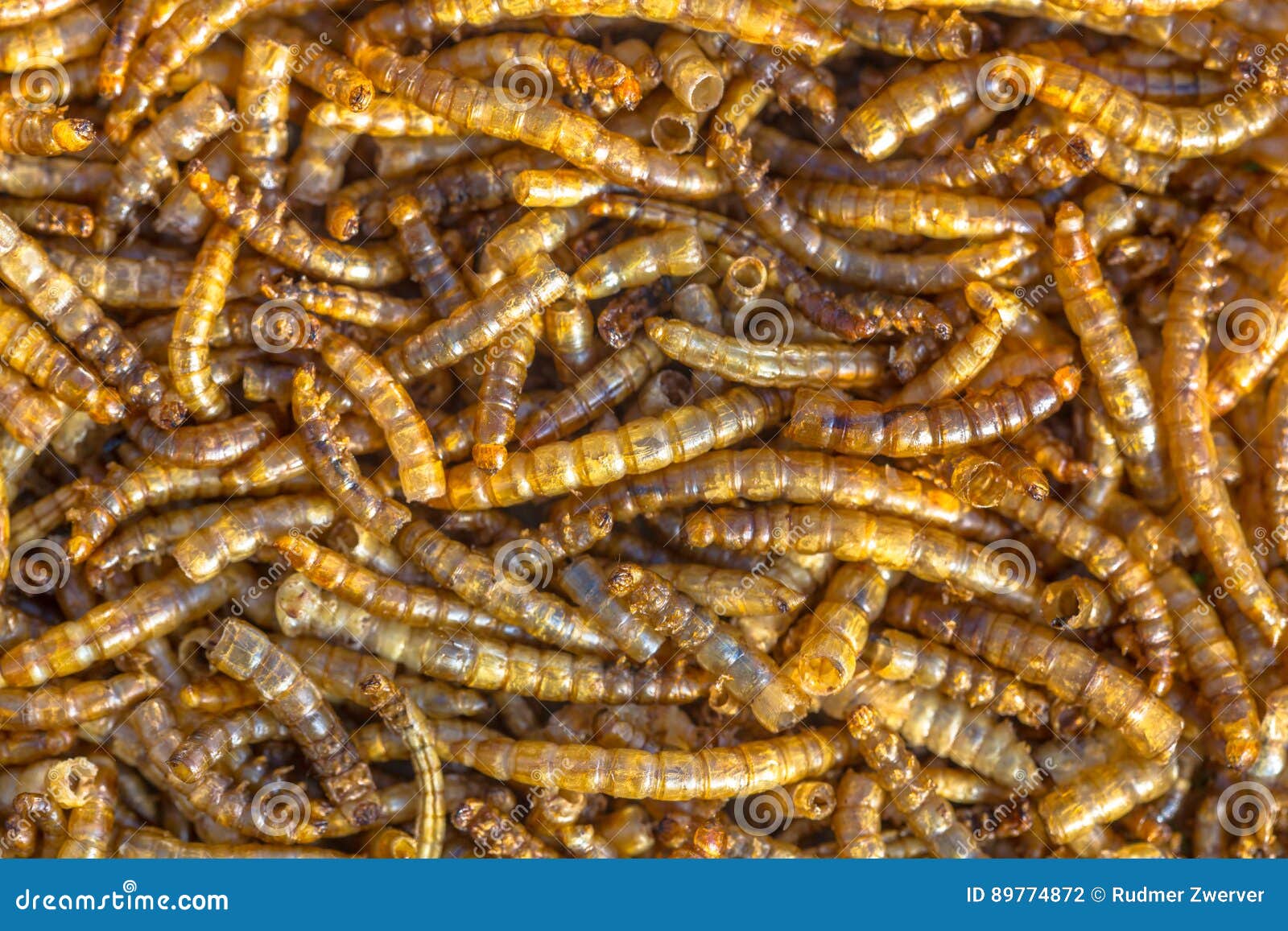 Dried Mealworm Larvae Background Stock Photo Image of dried, cuisine