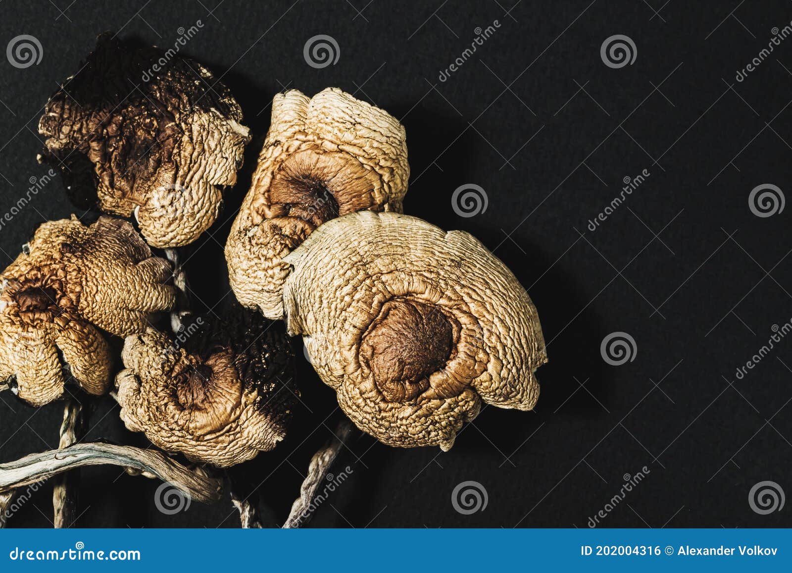 Dried Mexican Magic Mushrooms is a Psilocybe Cubensis, a Specie of