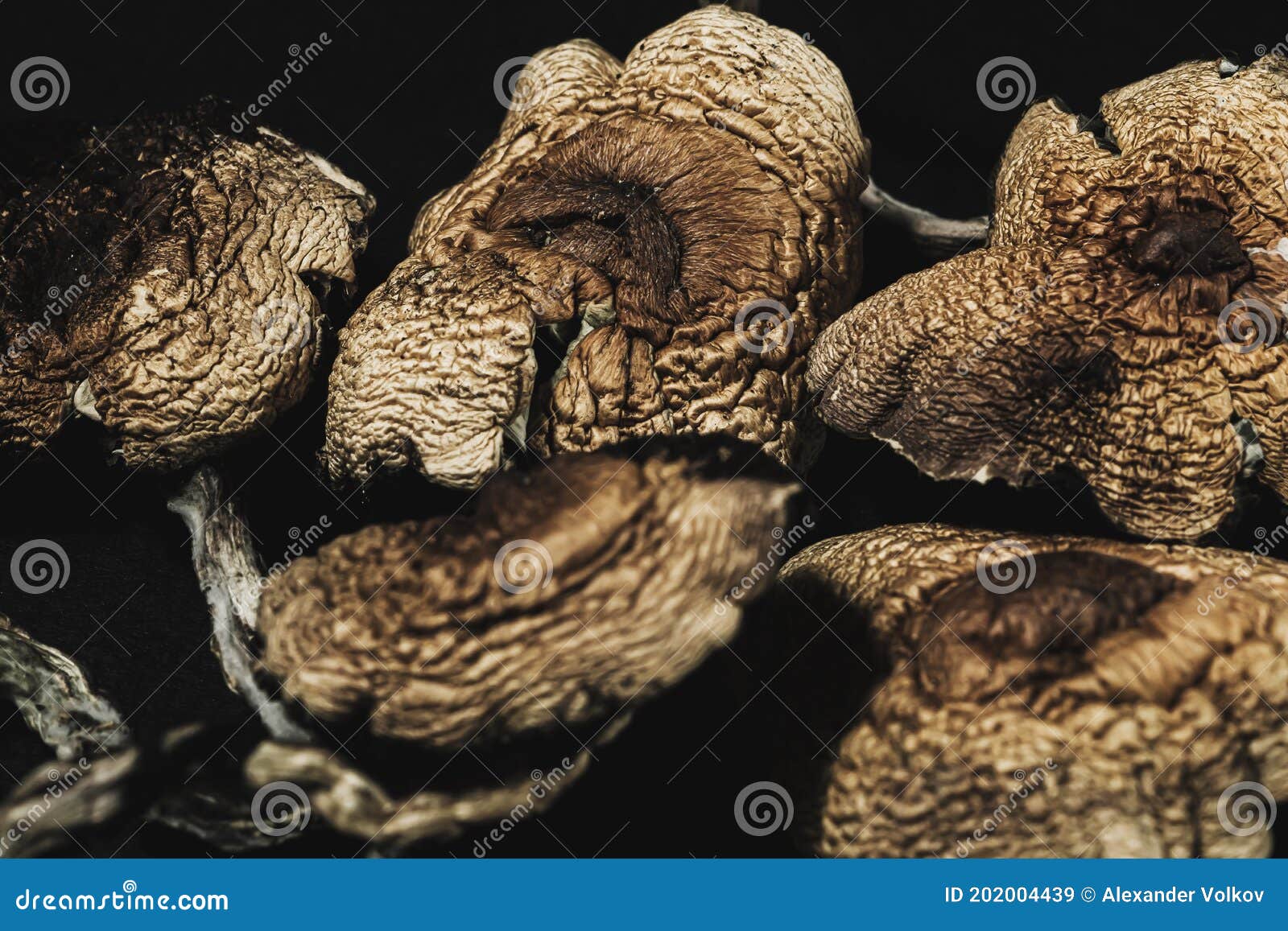 Dried Mexican Magic Mushrooms is a Psilocybe Cubensis, a Specie of ...