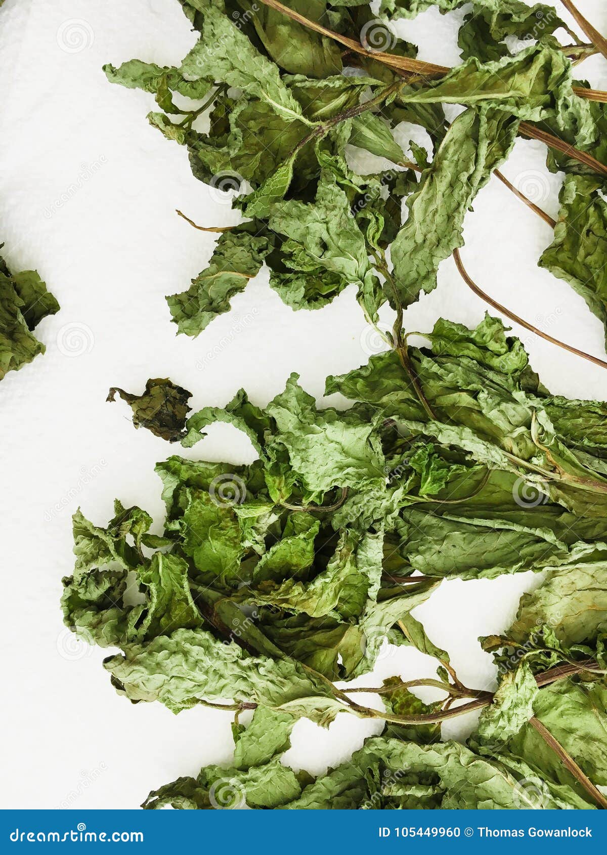 Dried mint leaves stock photo. Image of health, dried 105449960