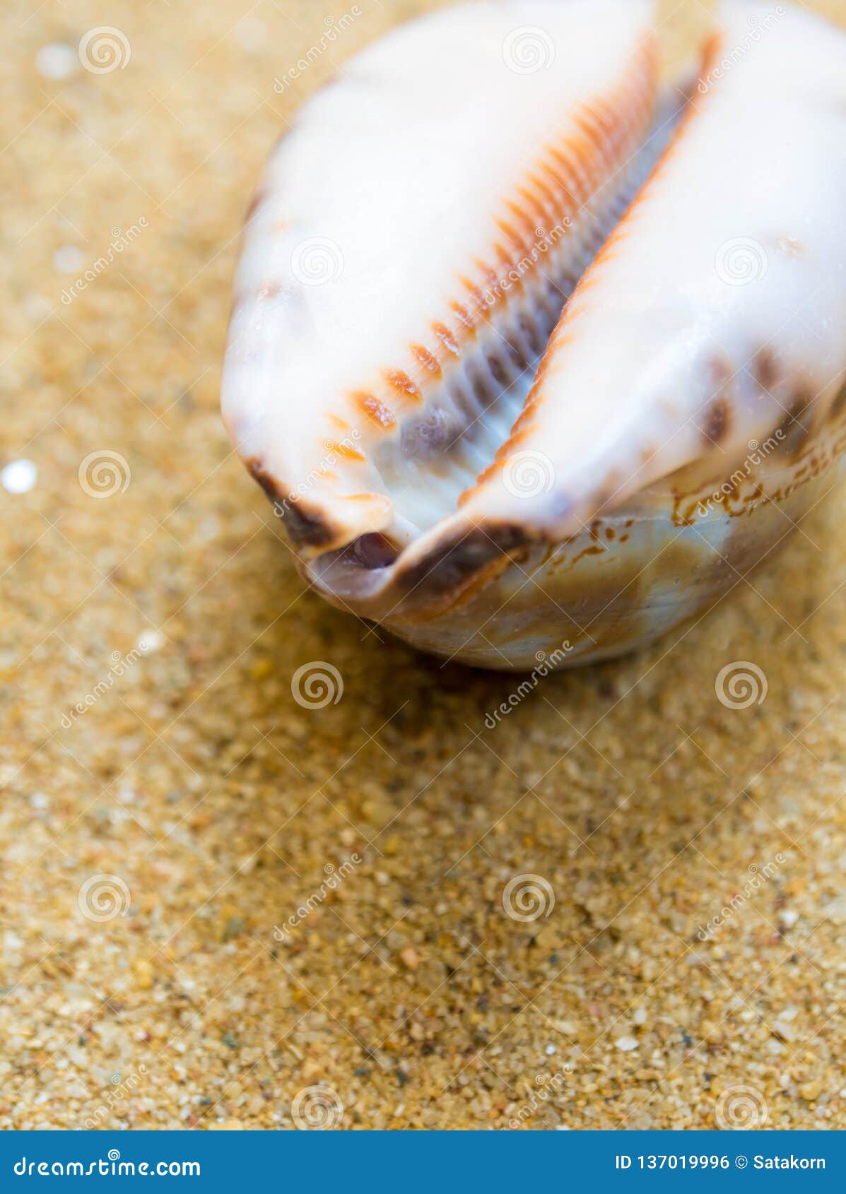 dried monetaria moneta shell on beach