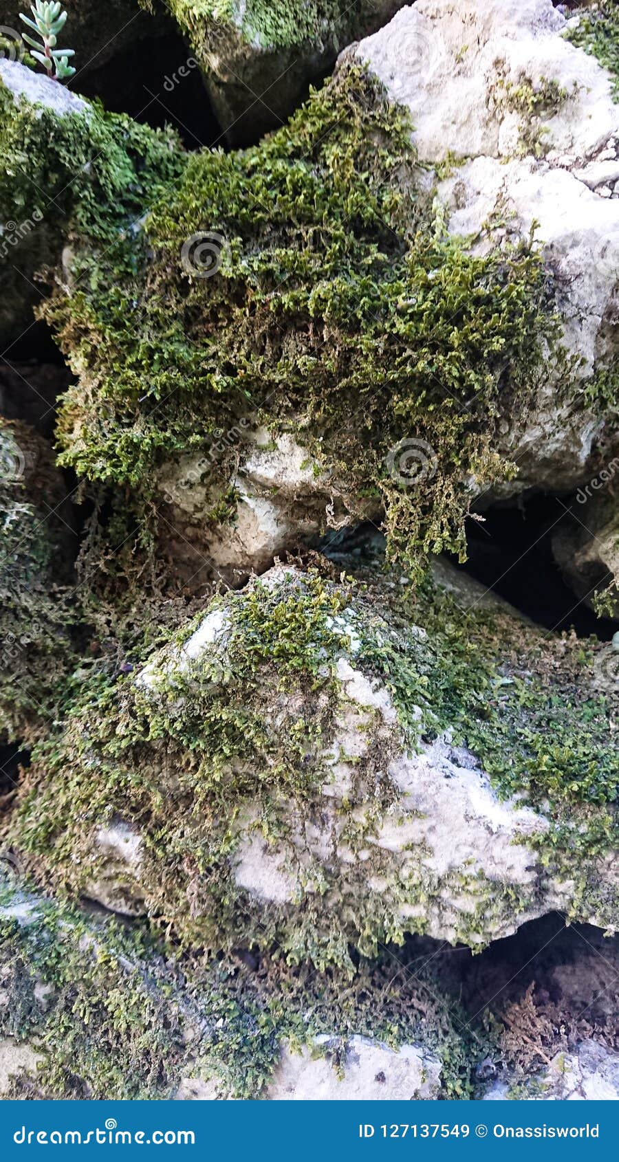 Dried moss stock image. Image of wall, green, moss, stone - 127137549