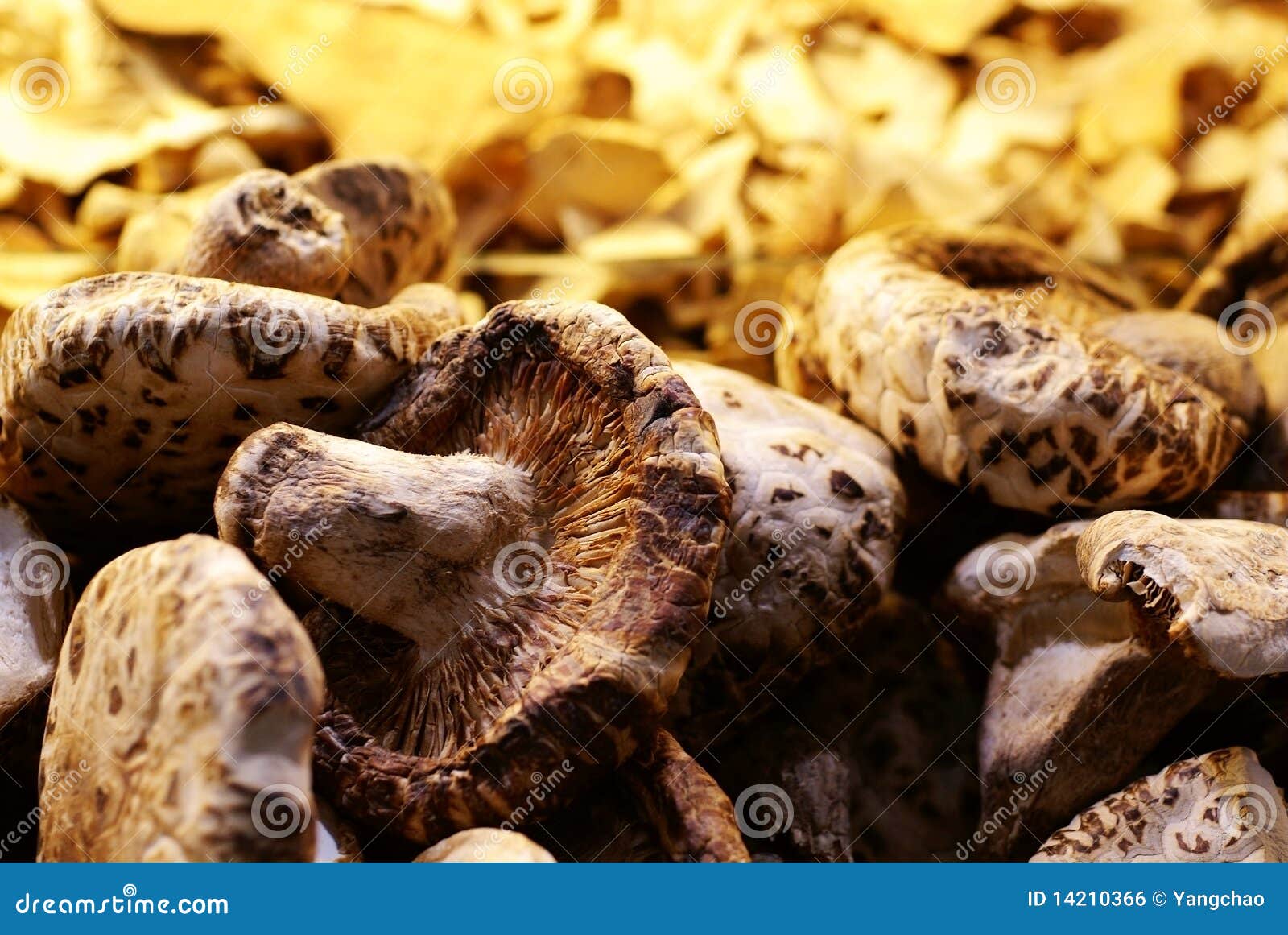 Dried mushroom stock photo. Image of dried, food, swamm 14210366