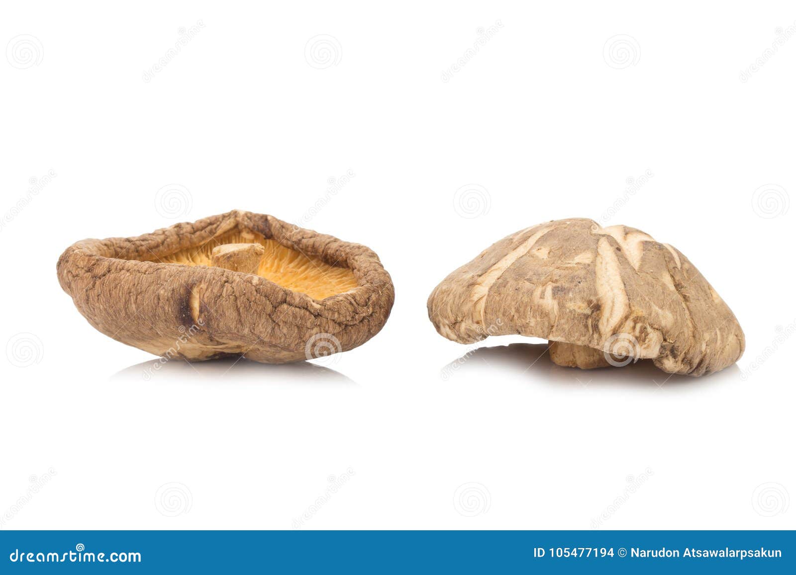 Dried Mushrooms on White Background Stock Photo Image of mushrooms