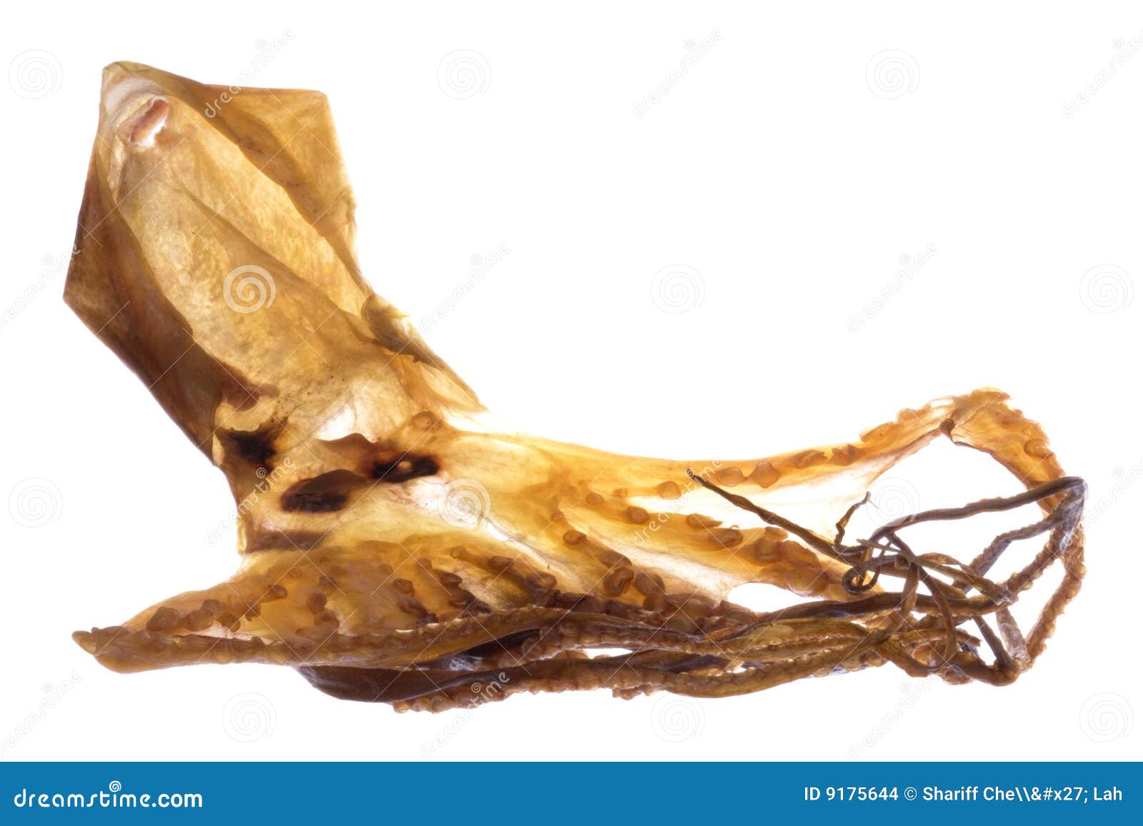 Dried Octopus Isolated stock photo. Image of industry 9175644