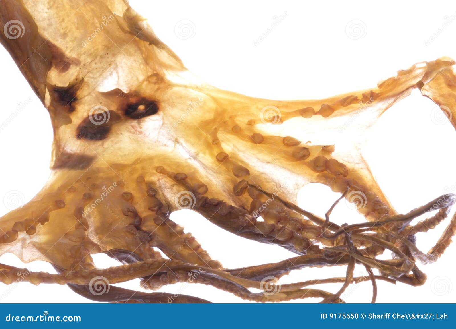 Dried Octopus Isolated stock photo. Image of cuttlefish 9175650