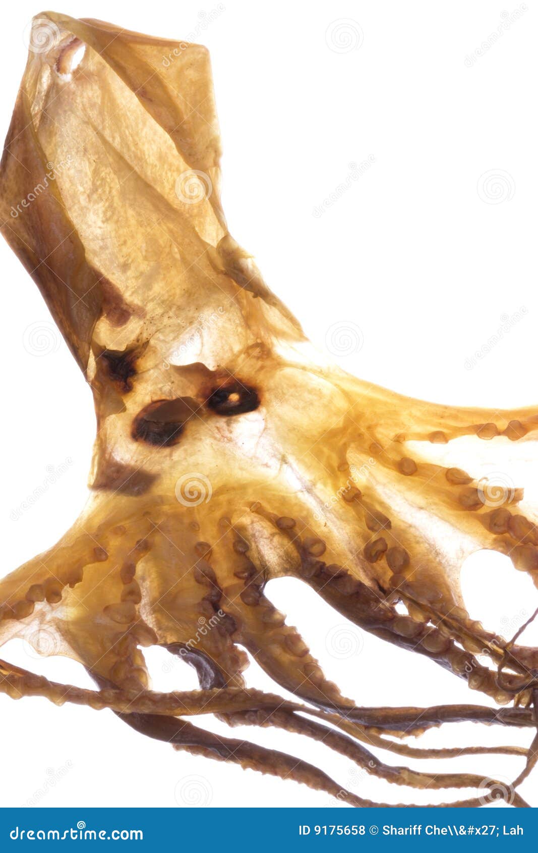 Dried Octopus Isolated stock photo. Image of cuttle, cuttlefish 9175658