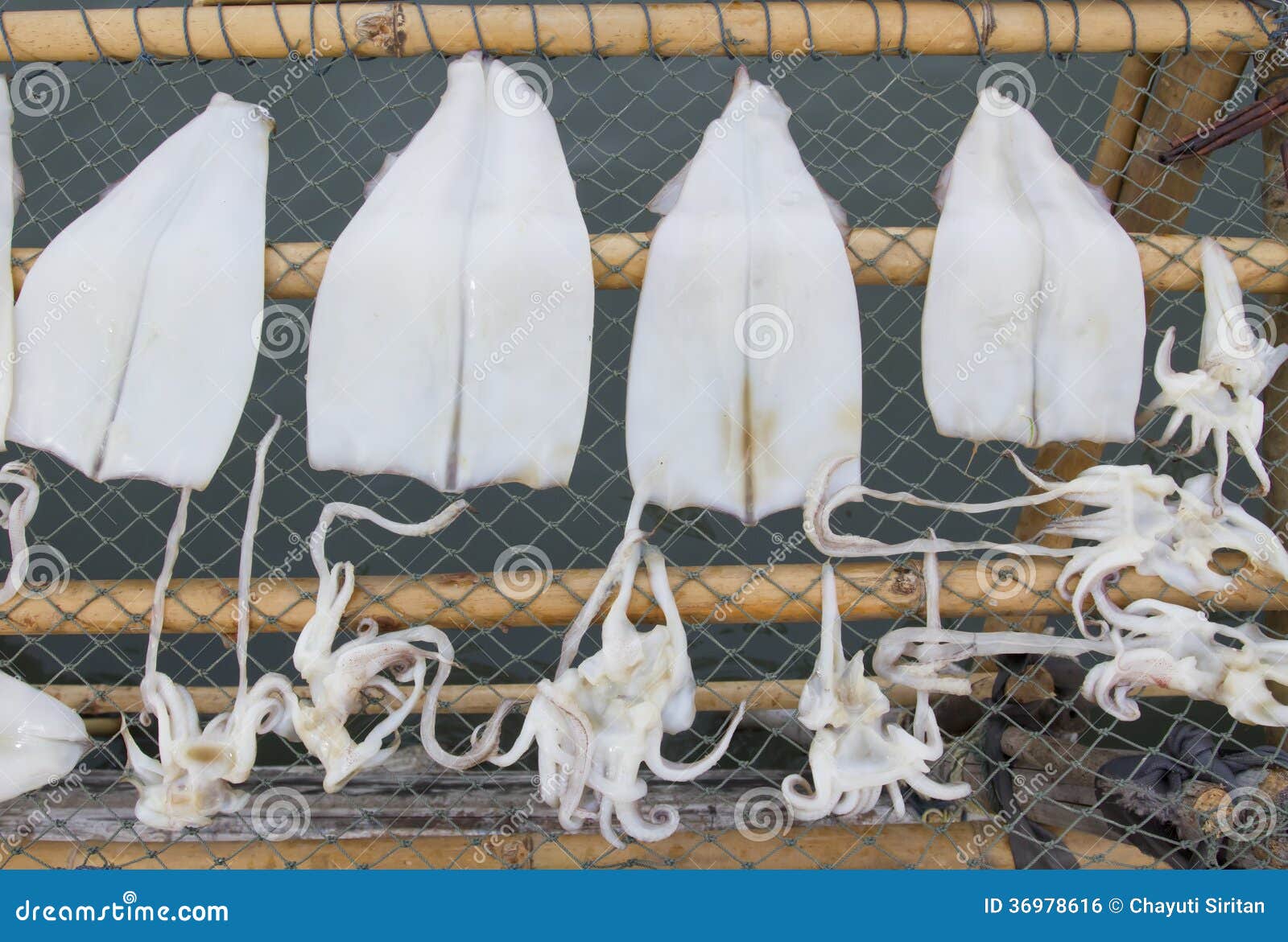 Dried octopus stock photo. Image of salt, outdoor, asia 36978616