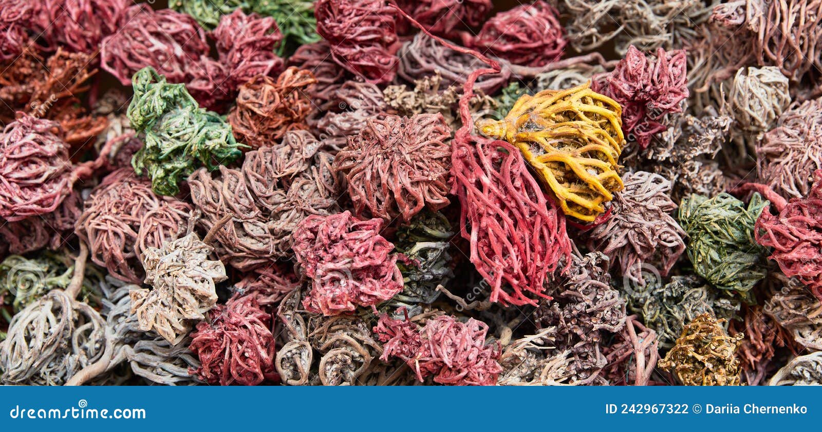 dried painted colorful plants of jericho rose, heart of desert, hand of mary, anastatica hierochuntica as souvenir for
