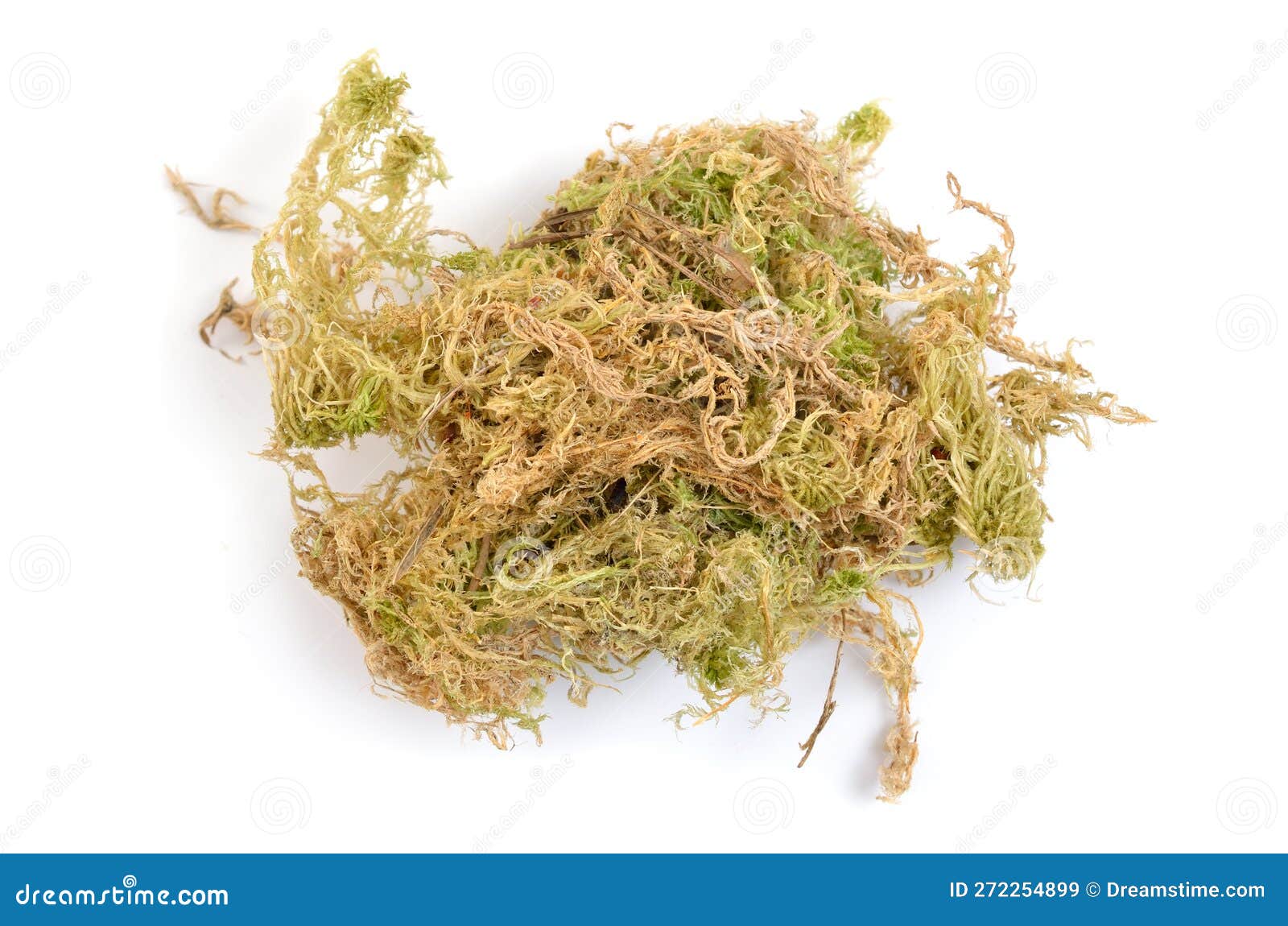 Dried Phagnum or Sphagnum Moss, Also Bog Moss and Quacker Moss Stock