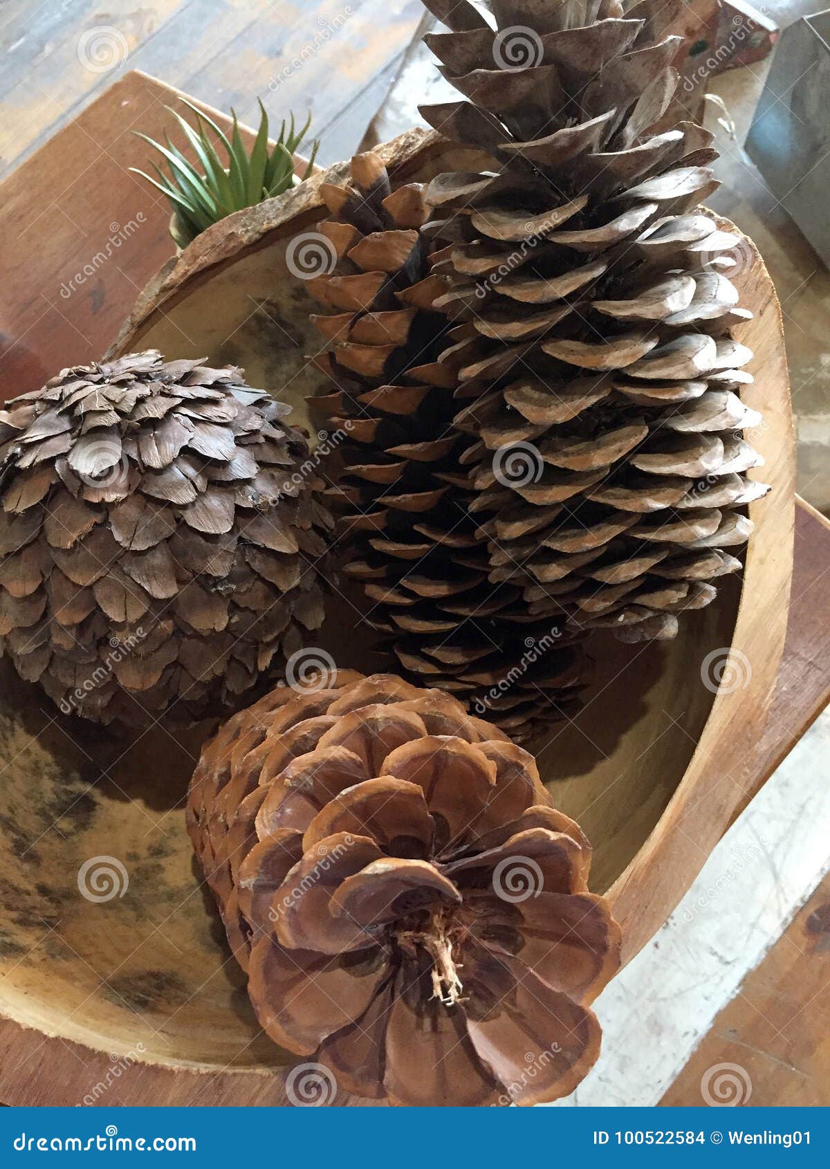 Dried pine cones stock photo. Image of plant, case, blank 100522584