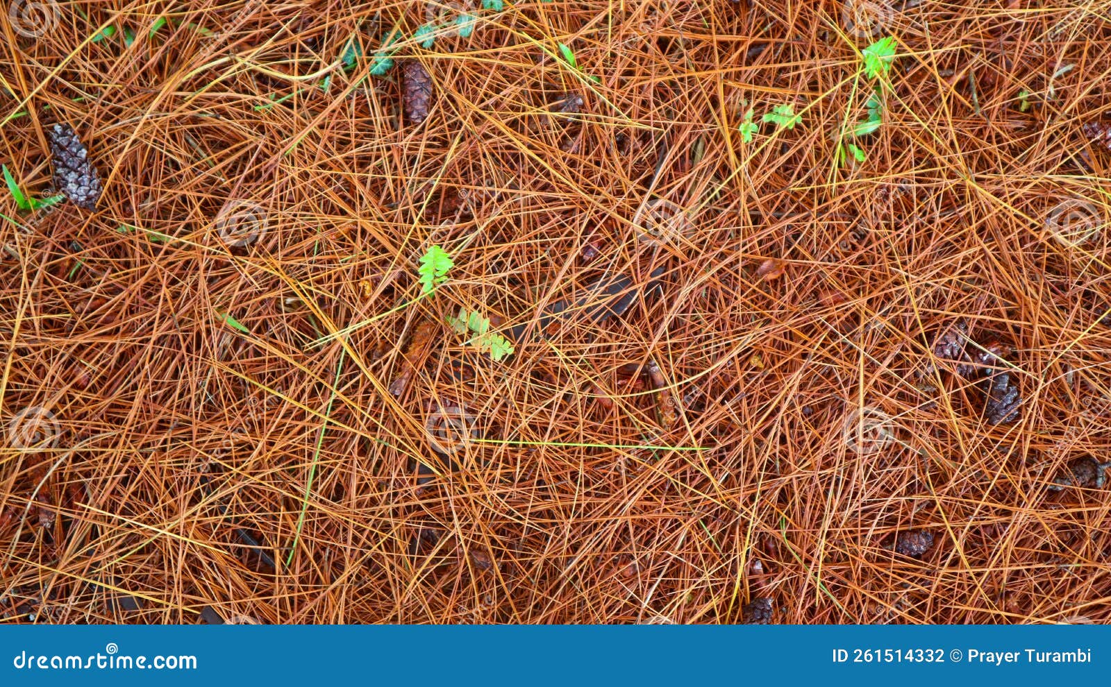 Dried Pine Leaves As a Background Stock Photo Image of october