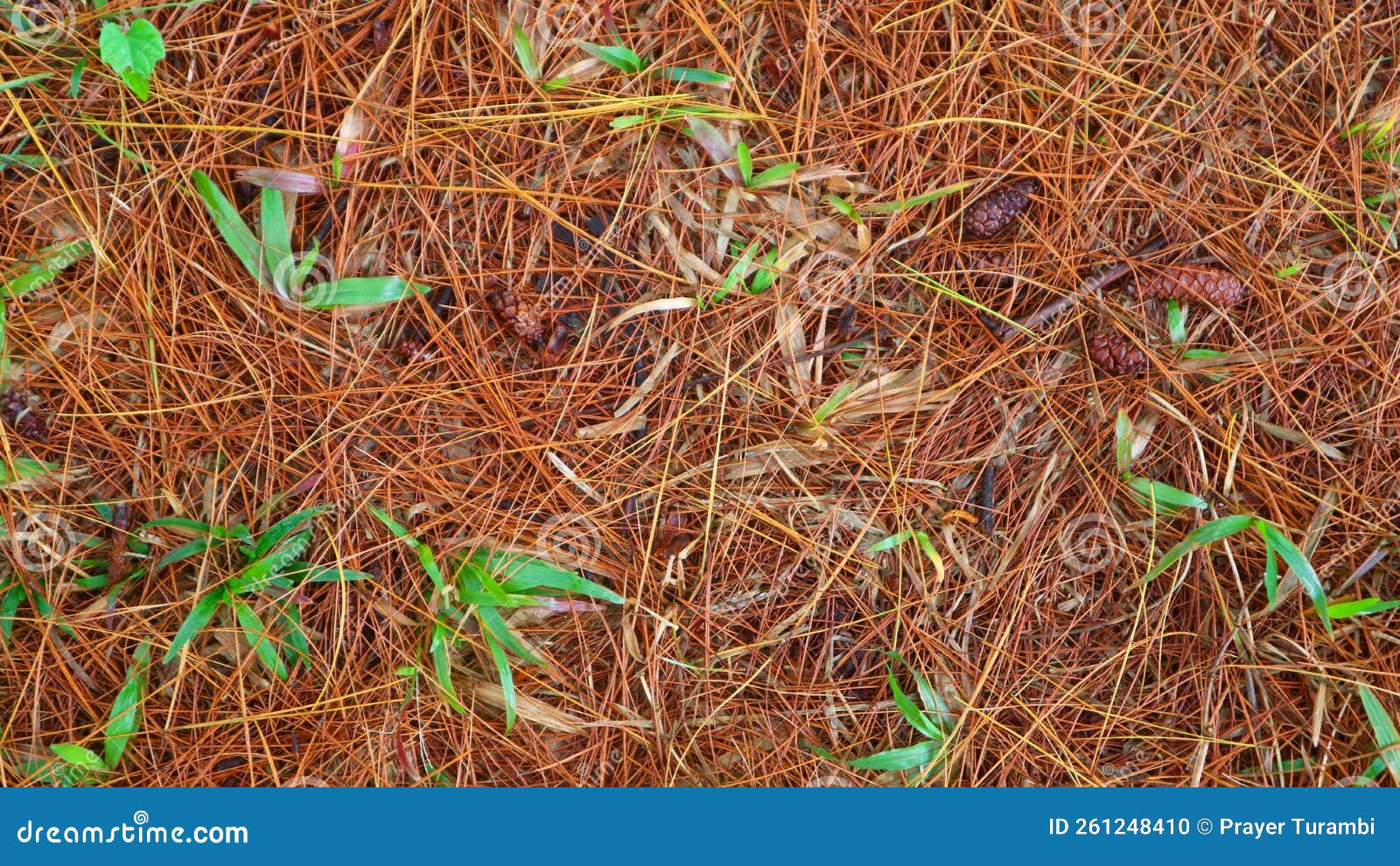 Dried Pine Leaves As a Background Stock Photo Image of branch
