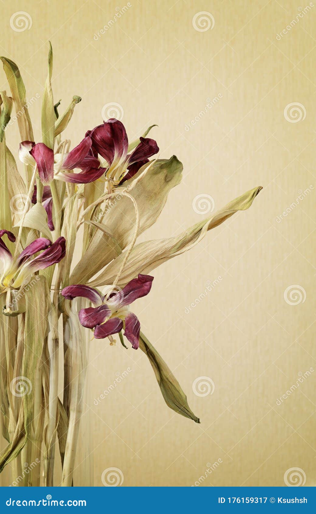 Dried Pink Tulips in a Glass Vase Stock Image - Image of closeup, aged ...