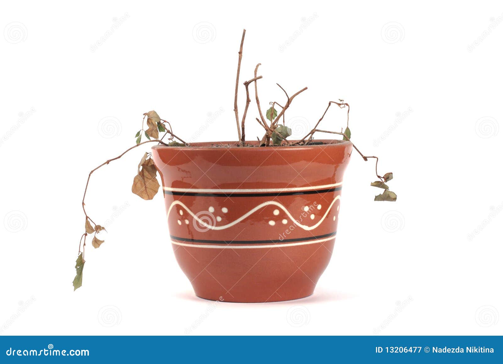Dried plant stock image. Image of color, close, flower 13206477
