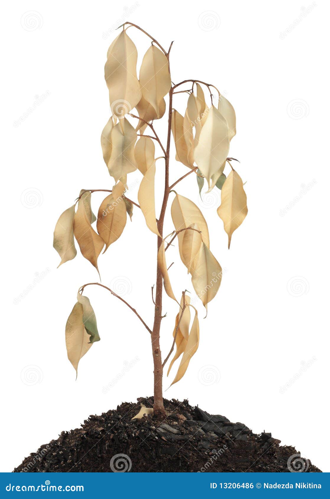 Dried Plants Isolated Stock Illustration - Download Image Now