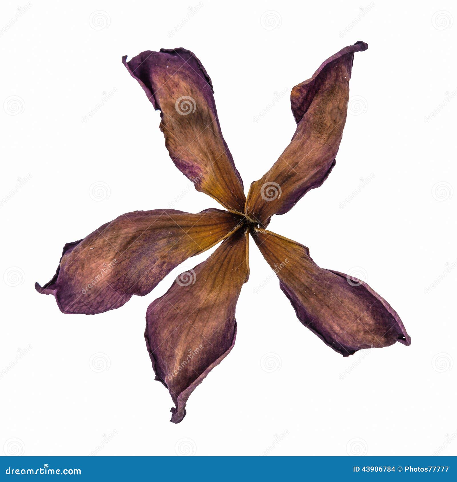 Dried plumeria flower stock photo. Image of sepia, blossom 43906784