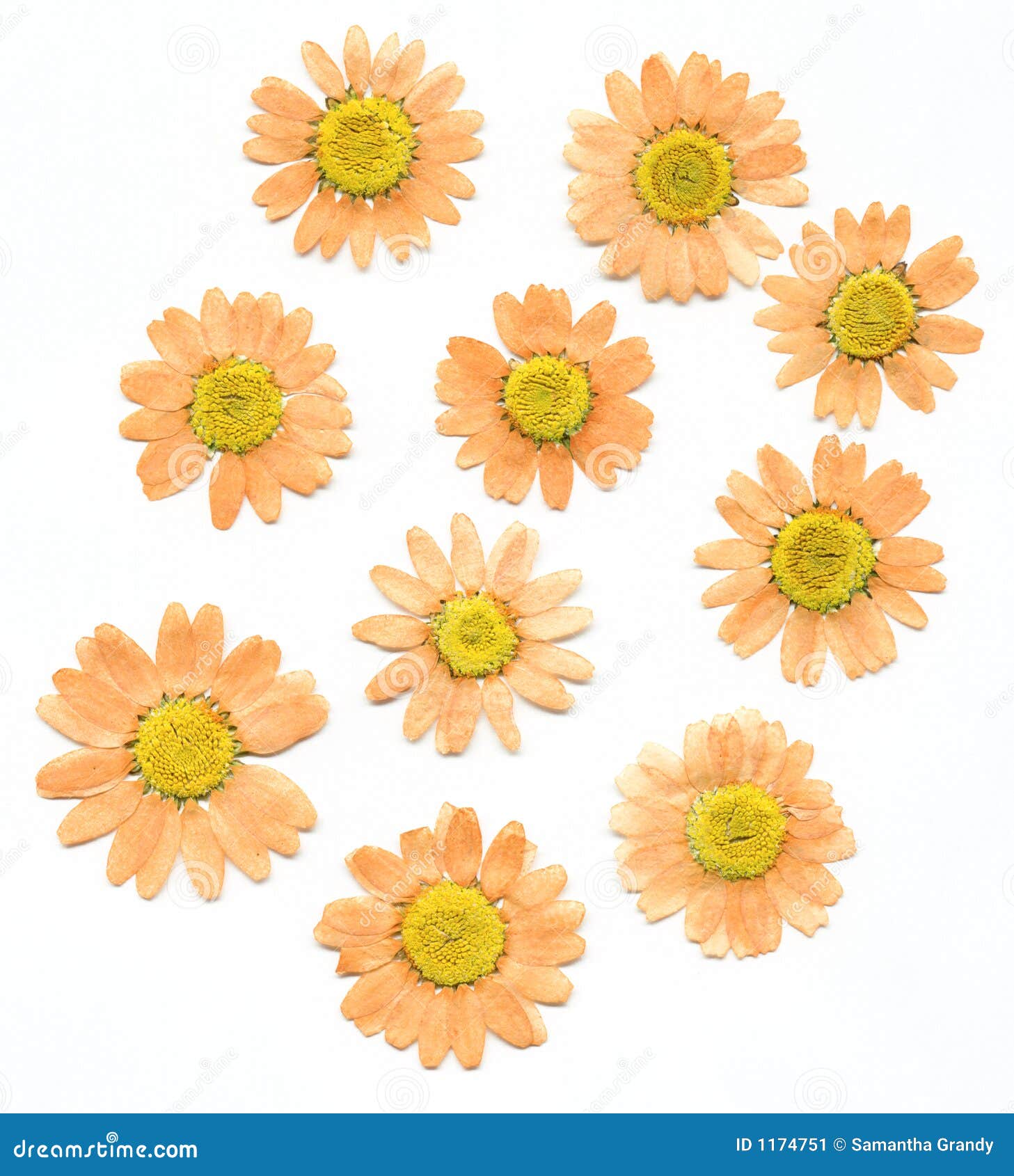 Dried Press Flowers stock image. Image of isolated, flowers 1174751