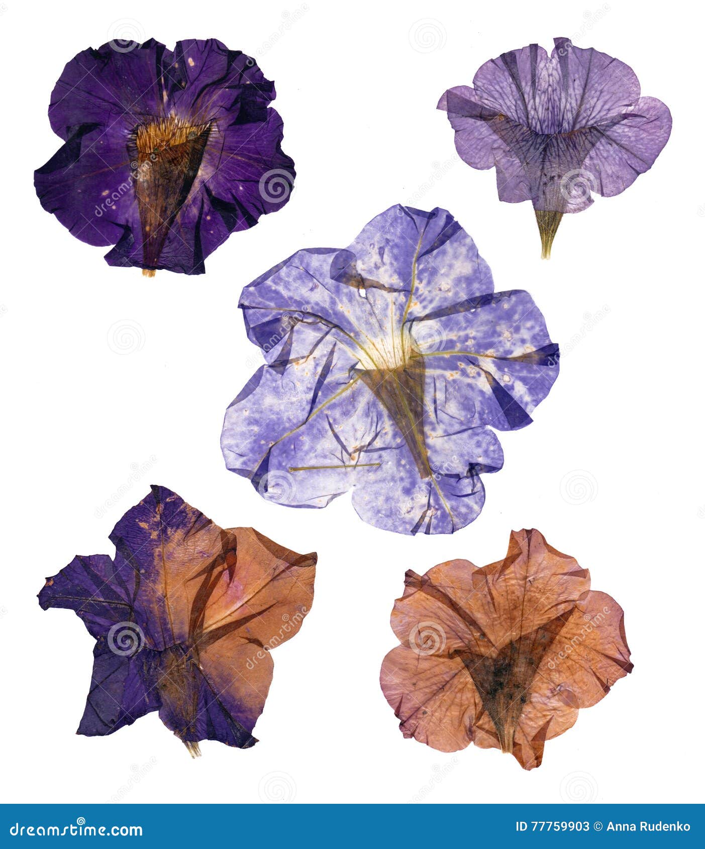 Dried Pressed Colorful Petunias Stock Illustration Illustration of