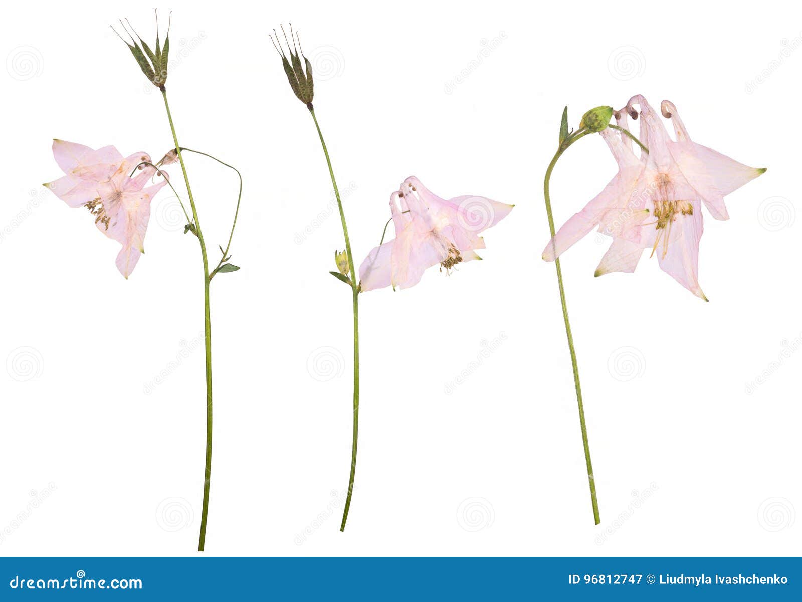 Pressed Dried Pink Flowers Scanned Image Stock Photo 551337496