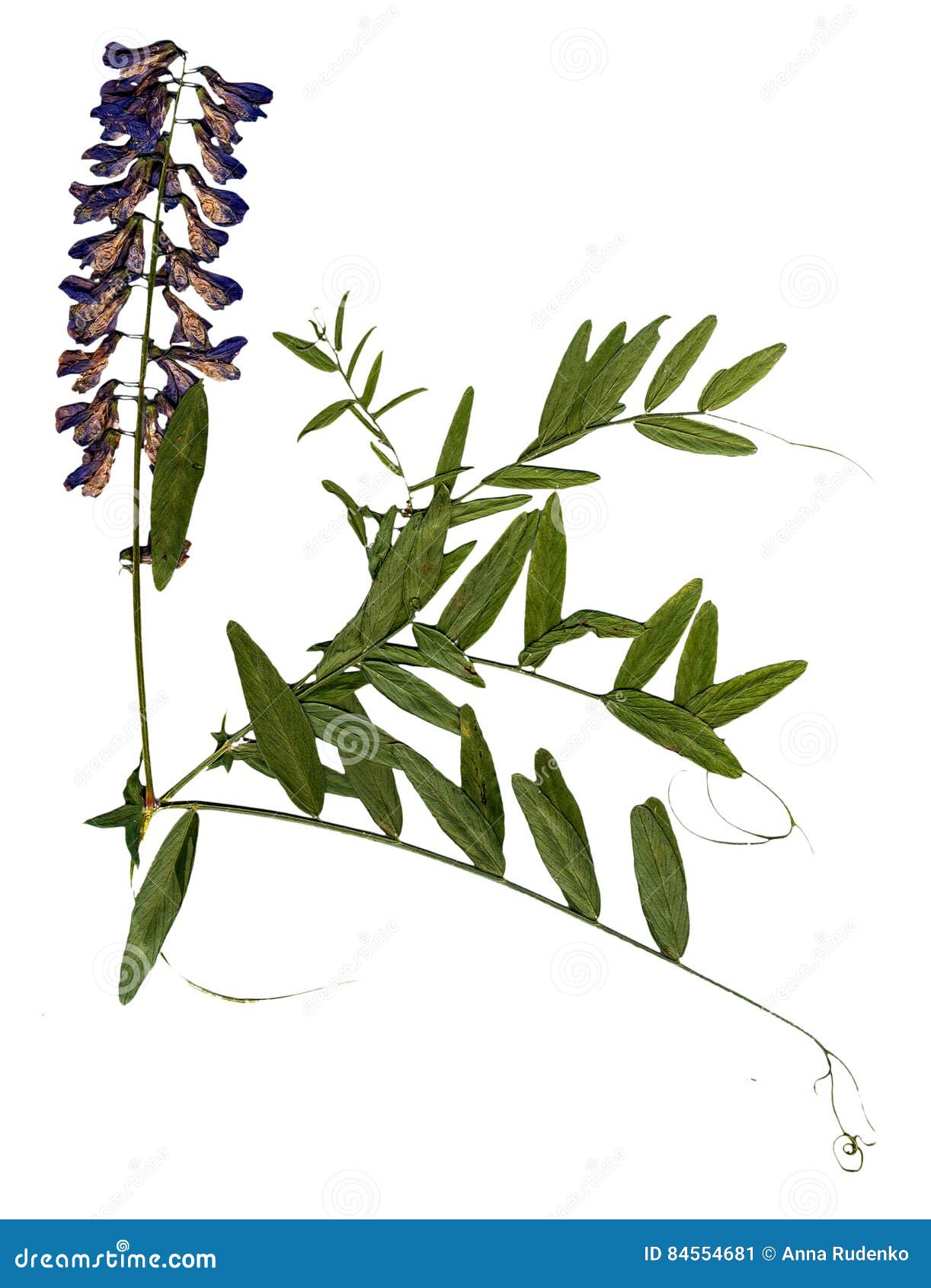 Dried Pressing Leaves of Sweet Peas Stock Image Image of flooring