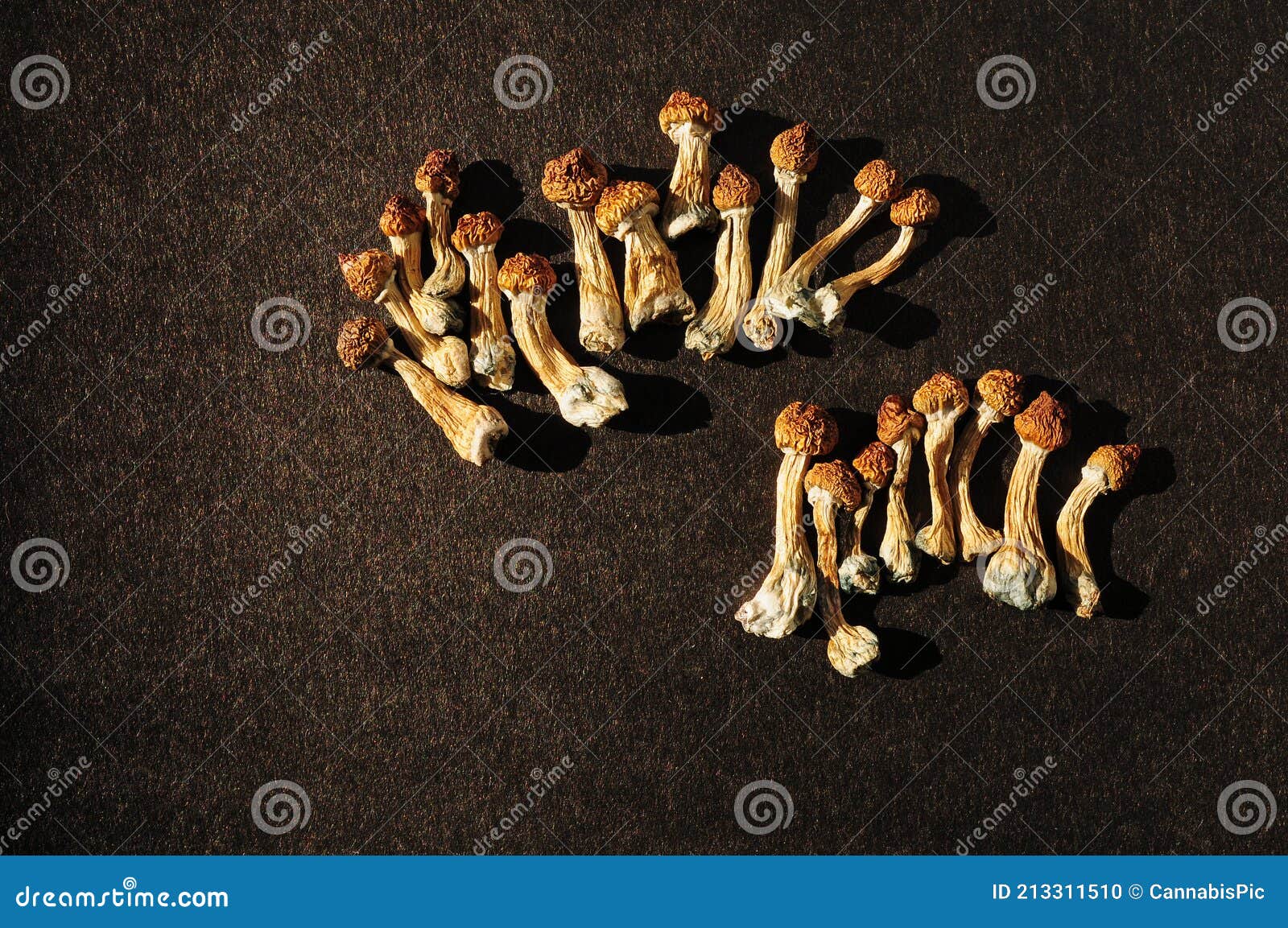 dried psilocybe cubensis on black backfround, flat lay.