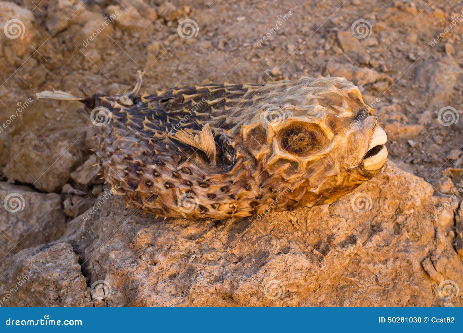 Dried Pufferfish on Egyptian Beach Stock Photo Image of fish