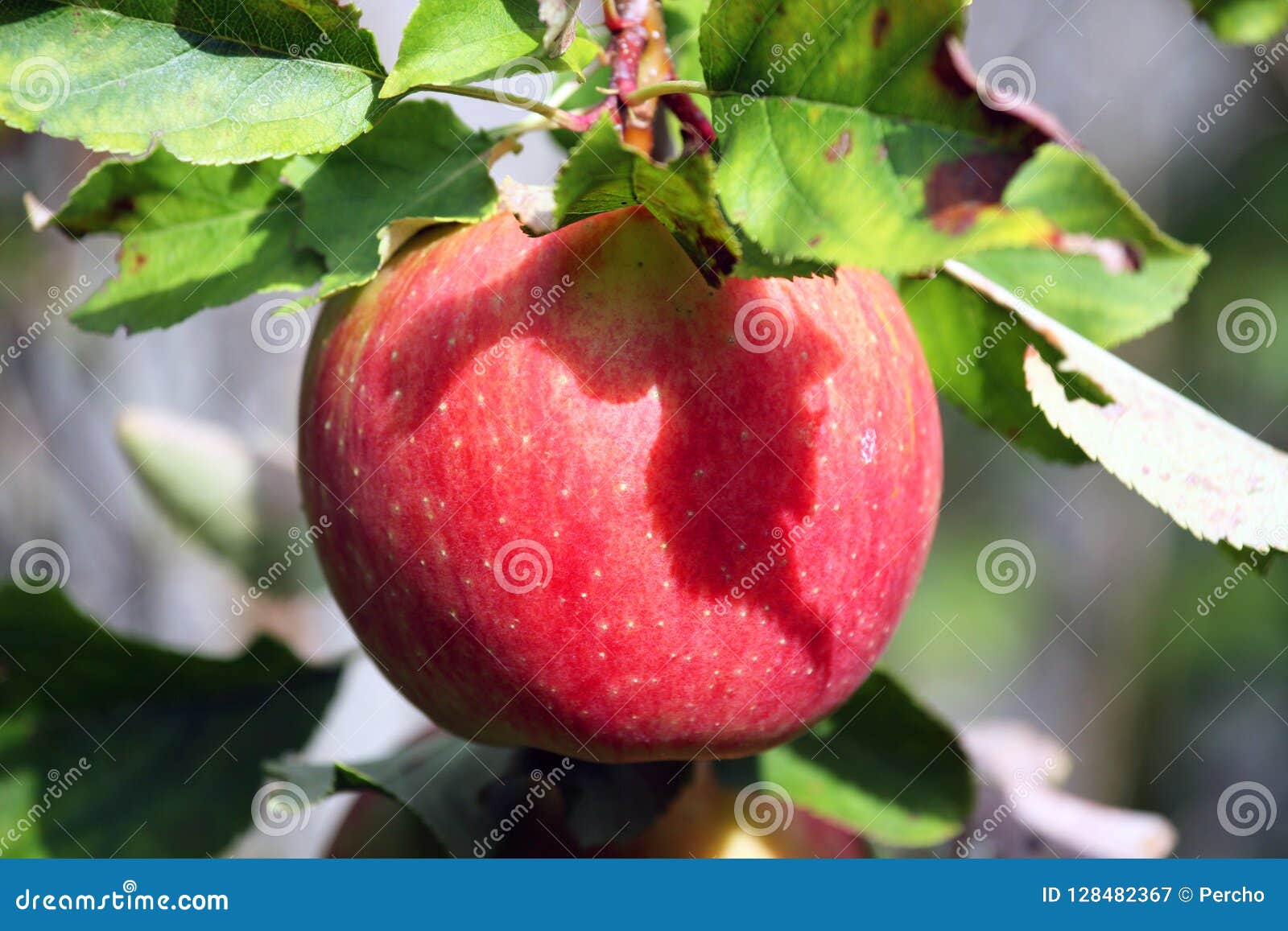Dried red apple stock image. Image of harvest, concerts 128482367