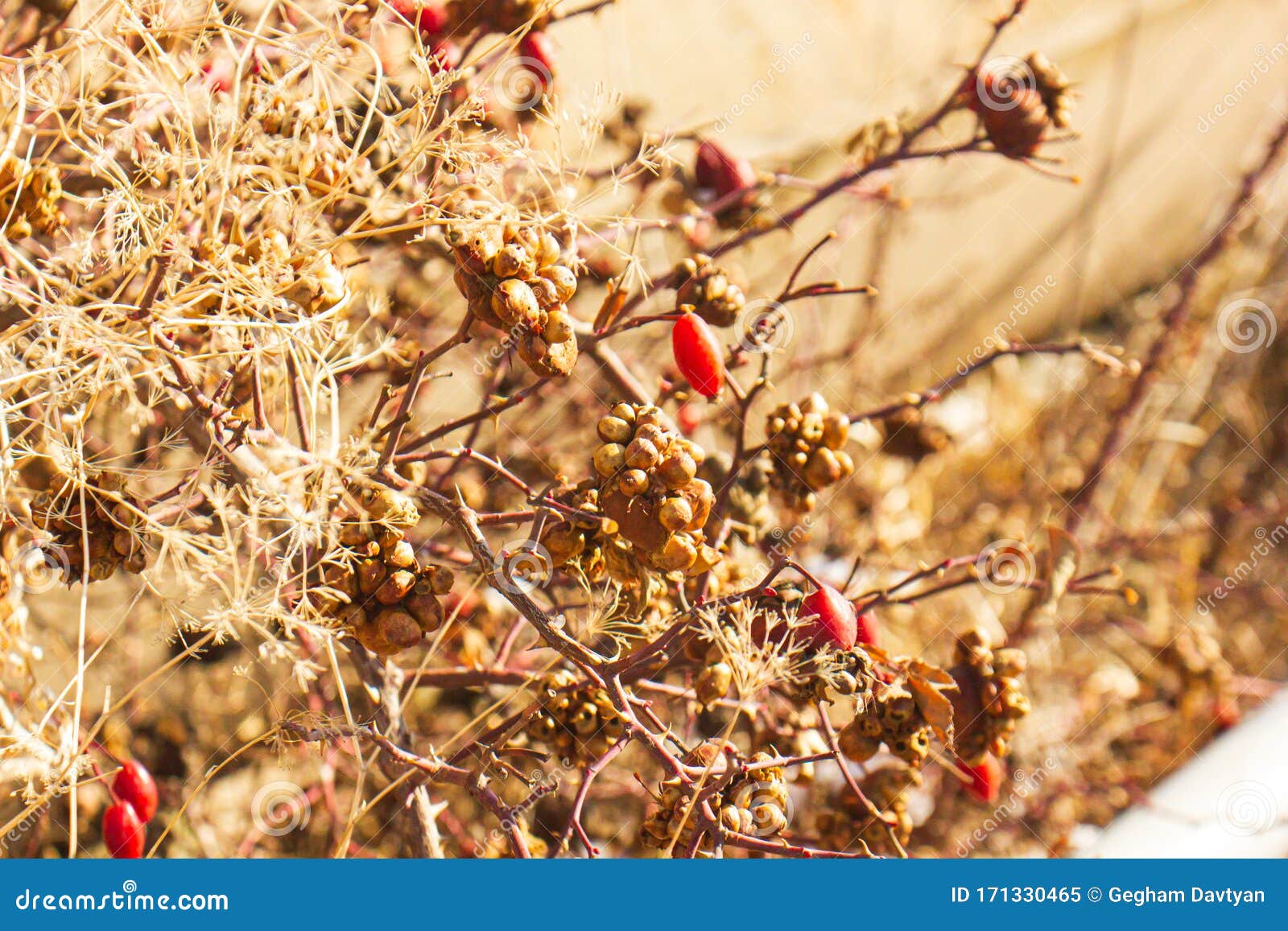 Dried Red Berries on the Tree Stock Image Image of flora, garden