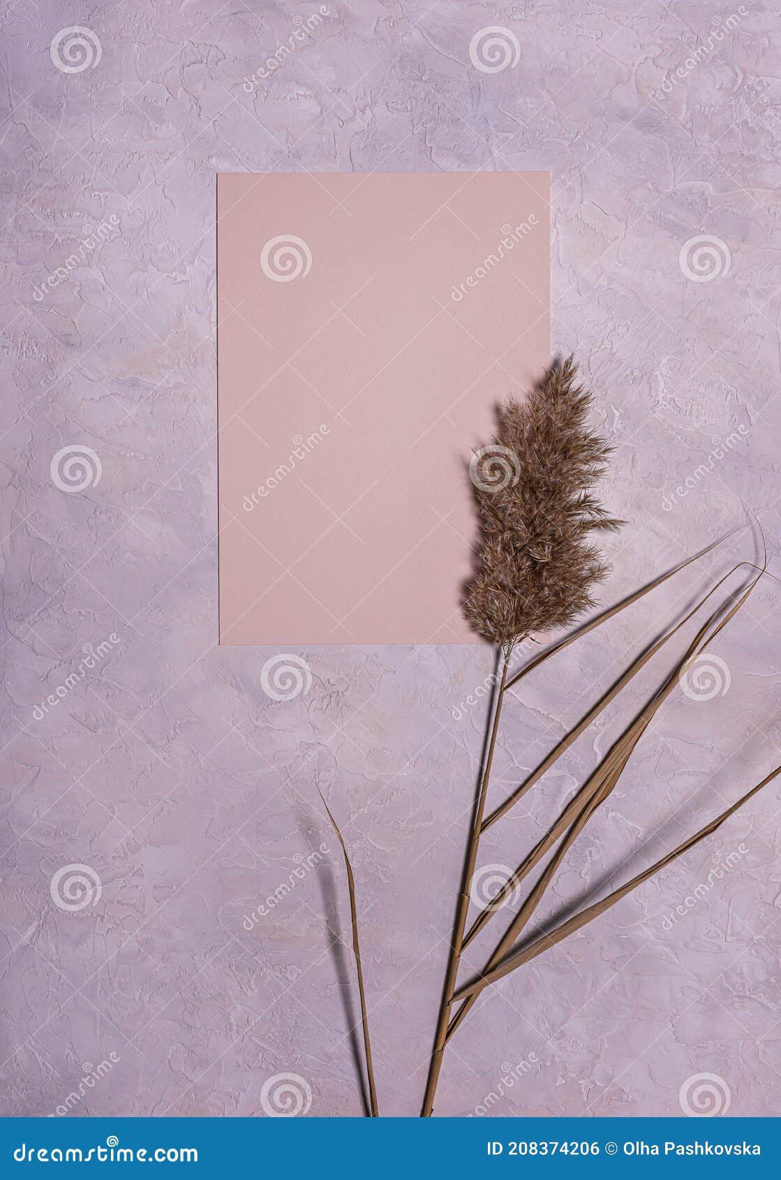 Dried Reed Flower and Peach Colored Paper on Dusk Concrete Stock