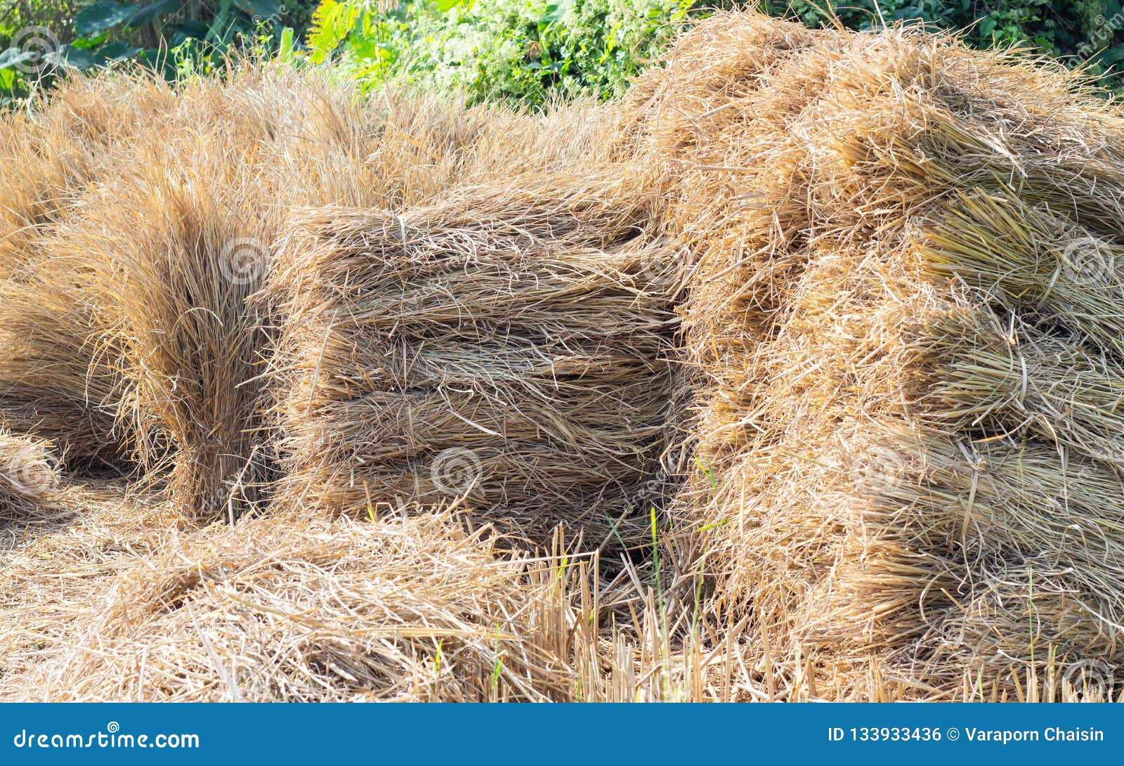 Dried rice straw bundle stock photo. Image of agriculture 133933436