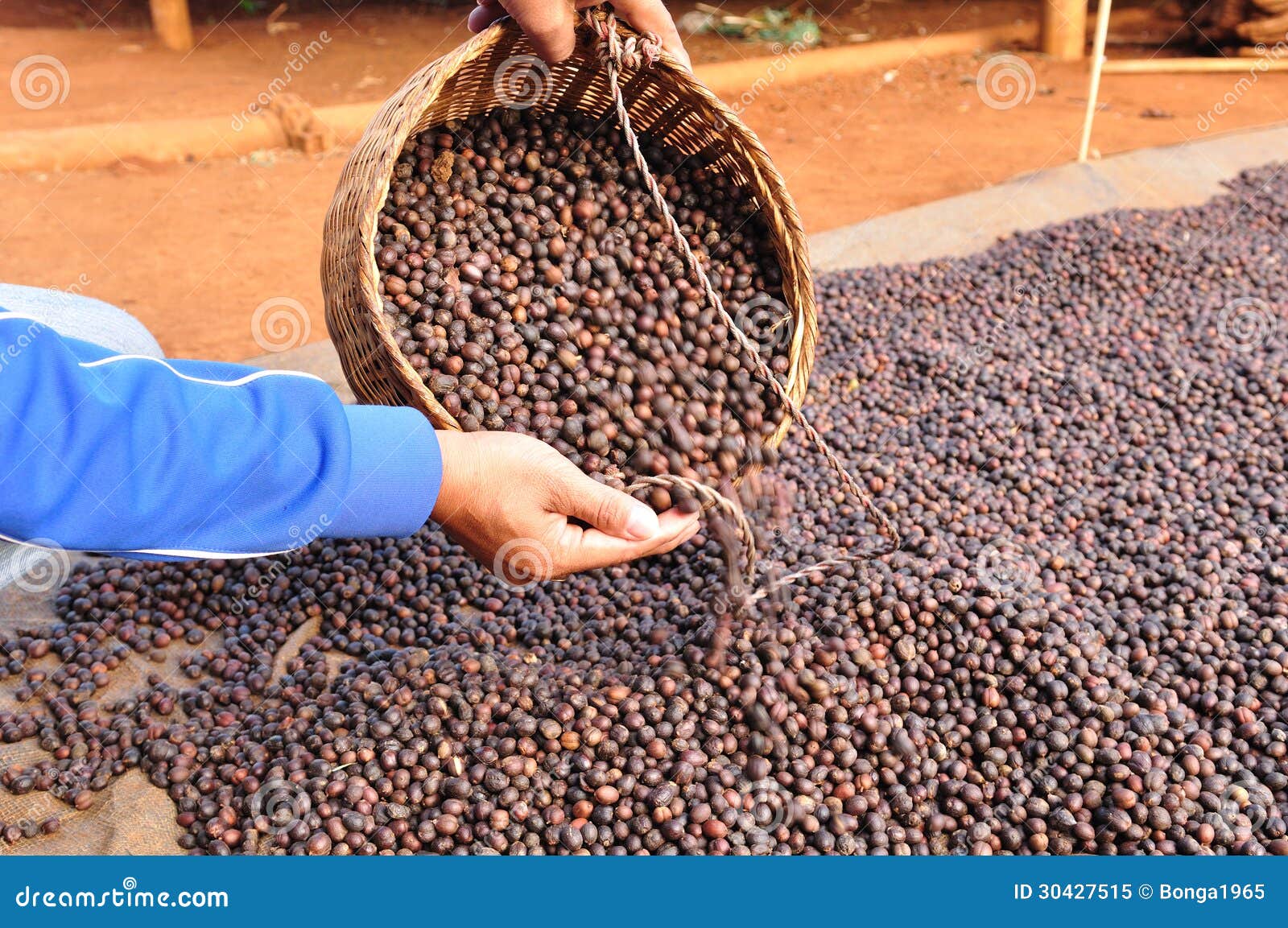 dried robusta coffee beans.