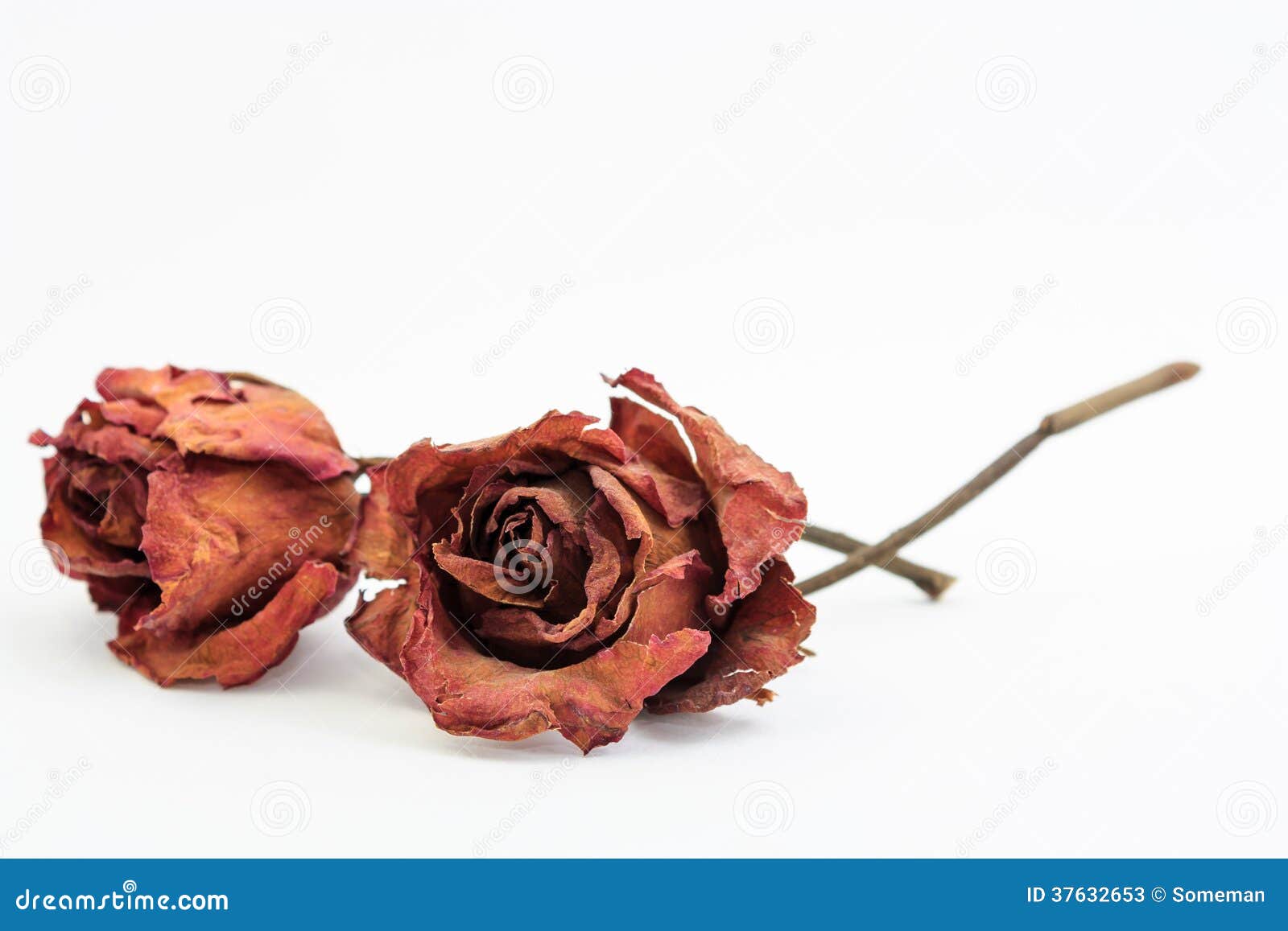 Dried rose stock image. Image of blossom, decoration 37632653
