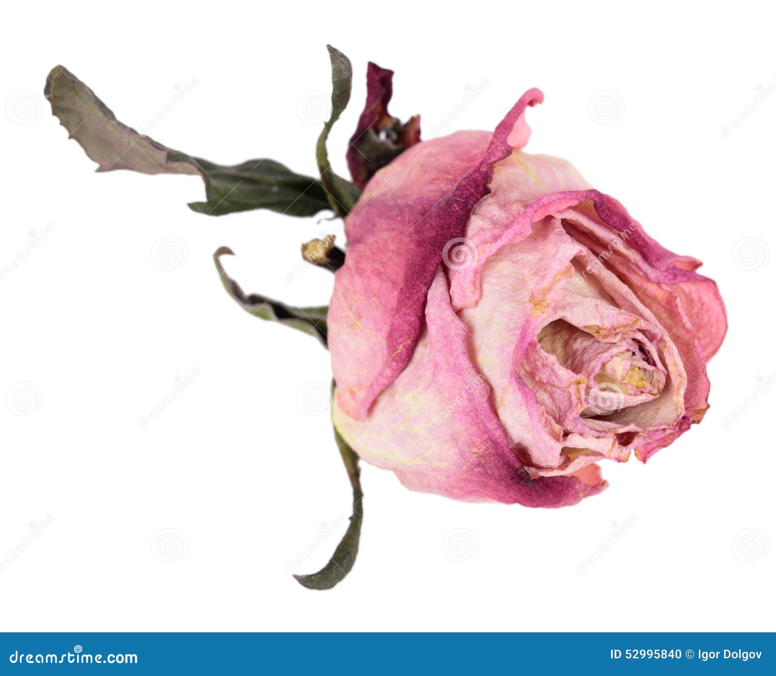 Dried rose stock photo. Image of dried, decoration, background 52995840