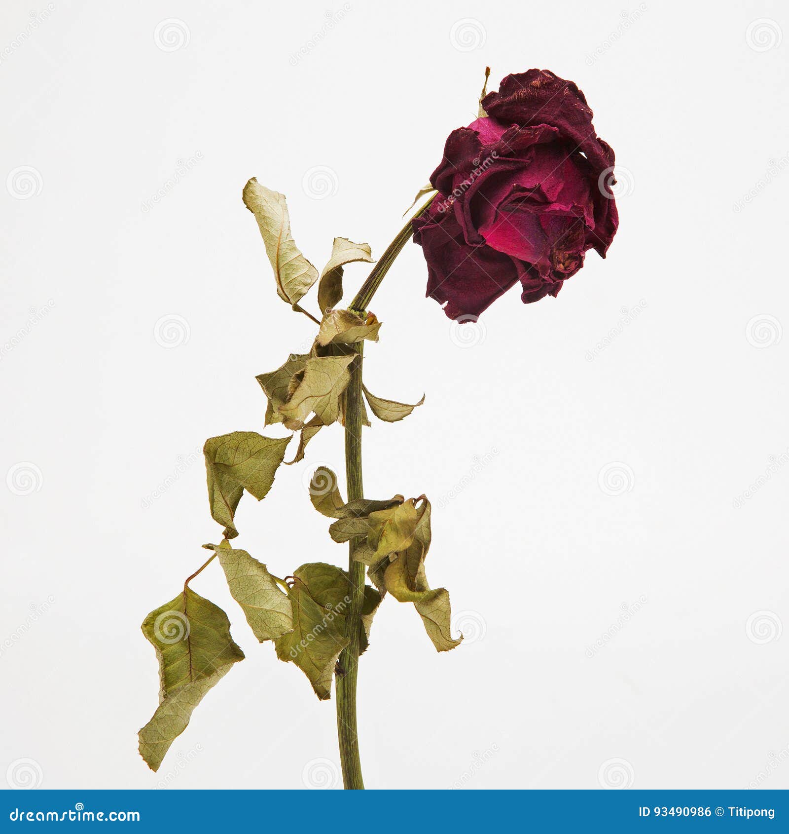 11,563 Dry Petals Rose Stock Photos - Free & Royalty-Free Stock Photos from  Dreamstime