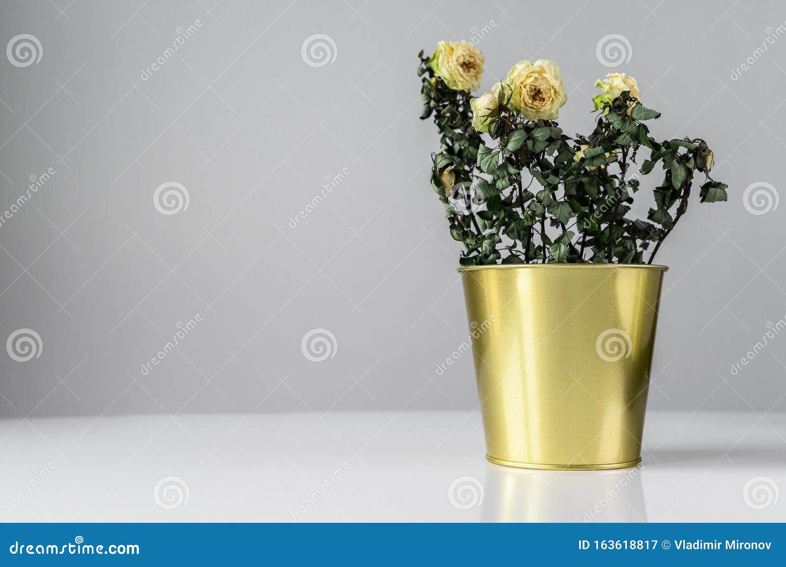 A Dried Rose in a Gold Pot on a Gray Background.c Space for Text Stock