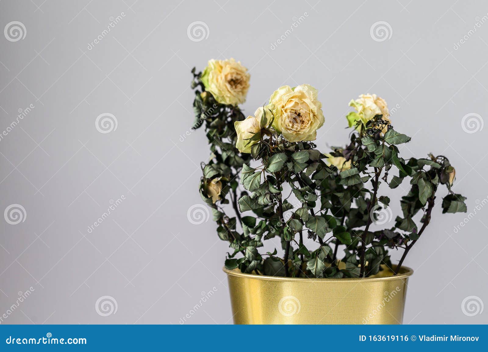 A Dried Rose in a Gold Pot on a Gray Background. Space for Text Stock