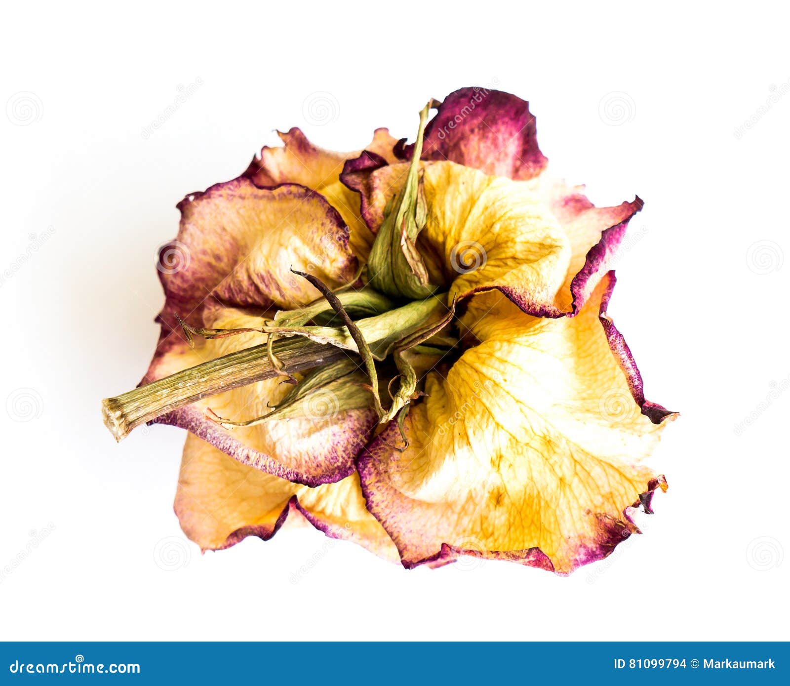 The dried rose. stock photo. Image of styled, floral 81099794