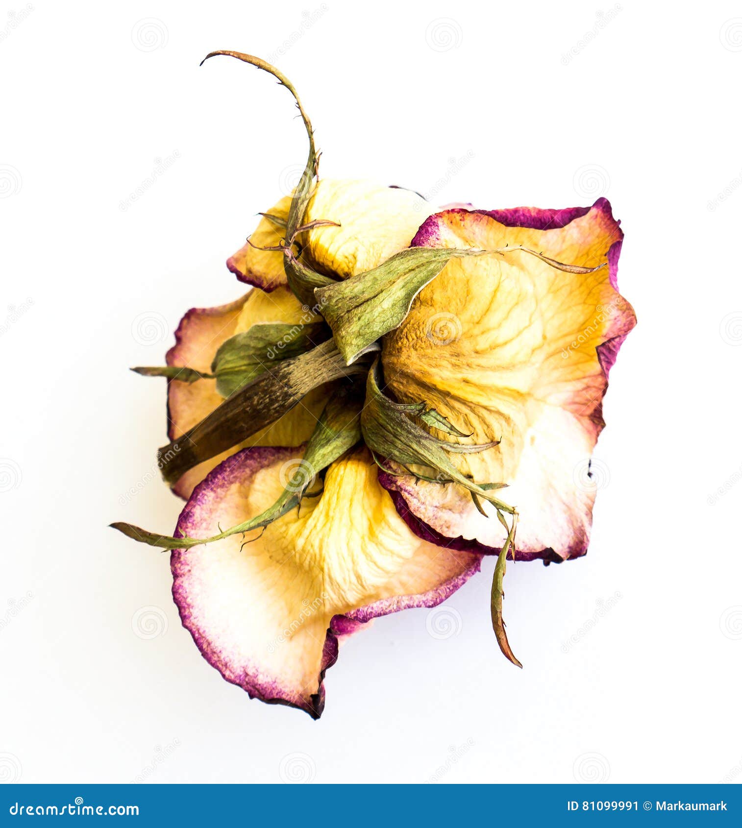 The dried rose. stock image. Image of wilted, object 81099991