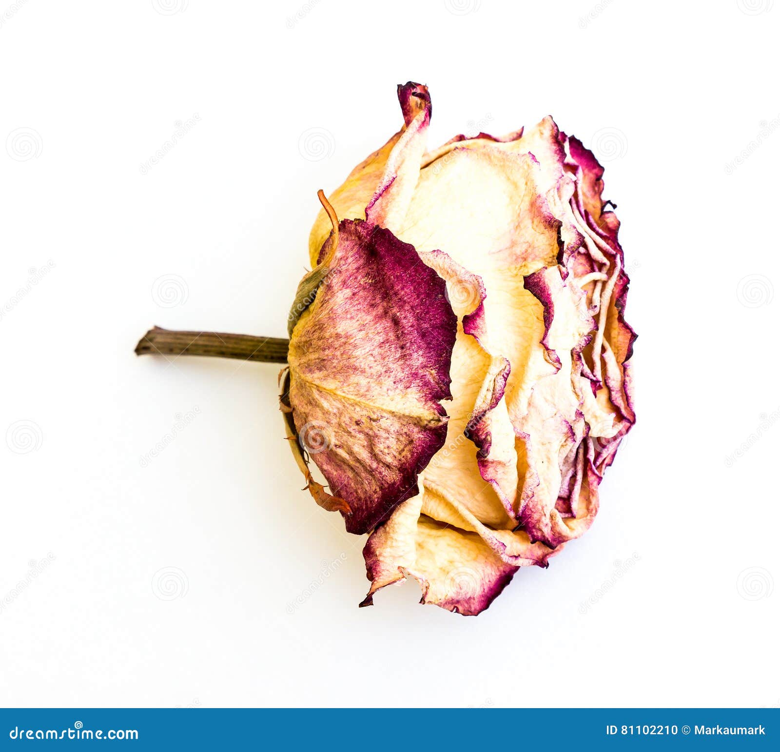 The dried rose. stock photo. Image of stem, isolated 81102210