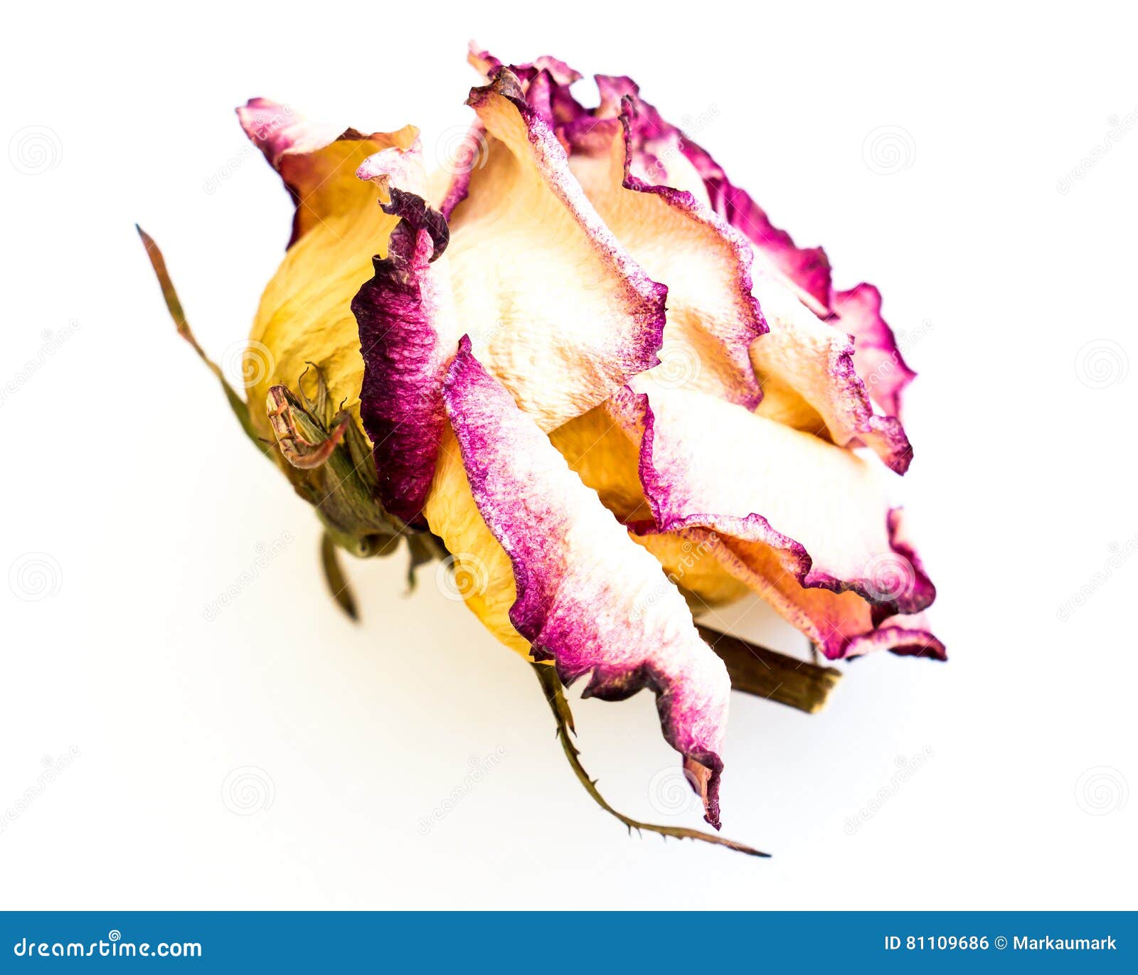 The dried rose. stock photo. Image of dried, color, single 81109686
