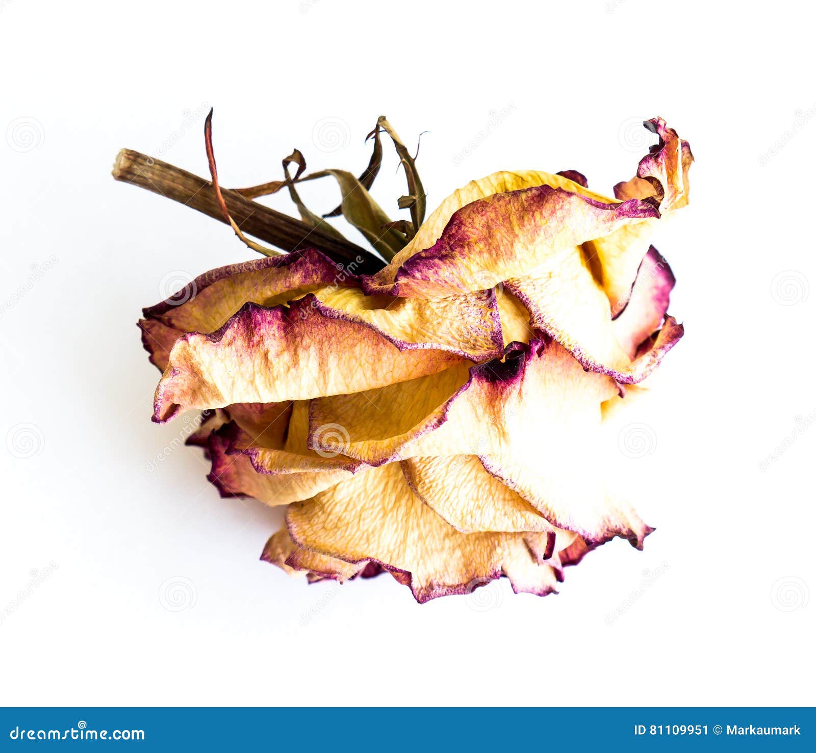 The dried rose. stock image. Image of floral, aging, pink 81109951