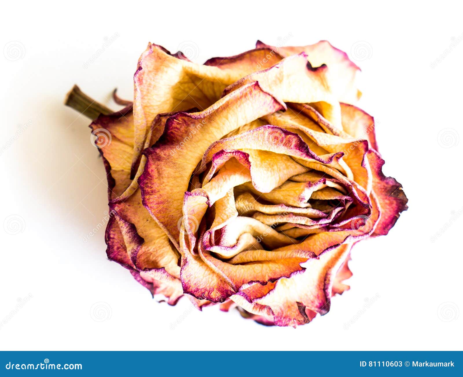 The dried rose. stock image. Image of flower, aging, nature 81110603