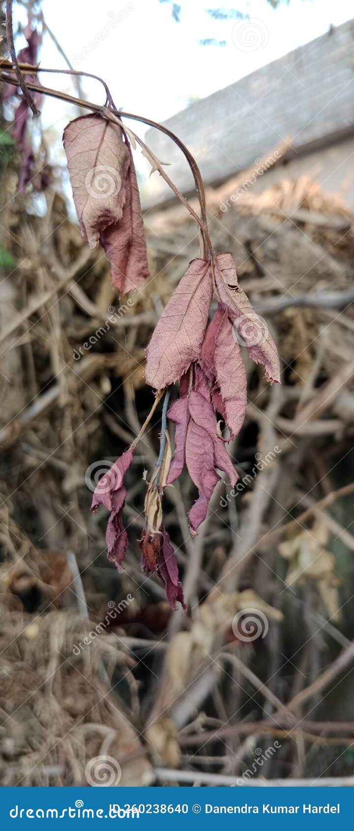 Dried Rose Leaves with Brown Background. Stock Photo Image of autumn