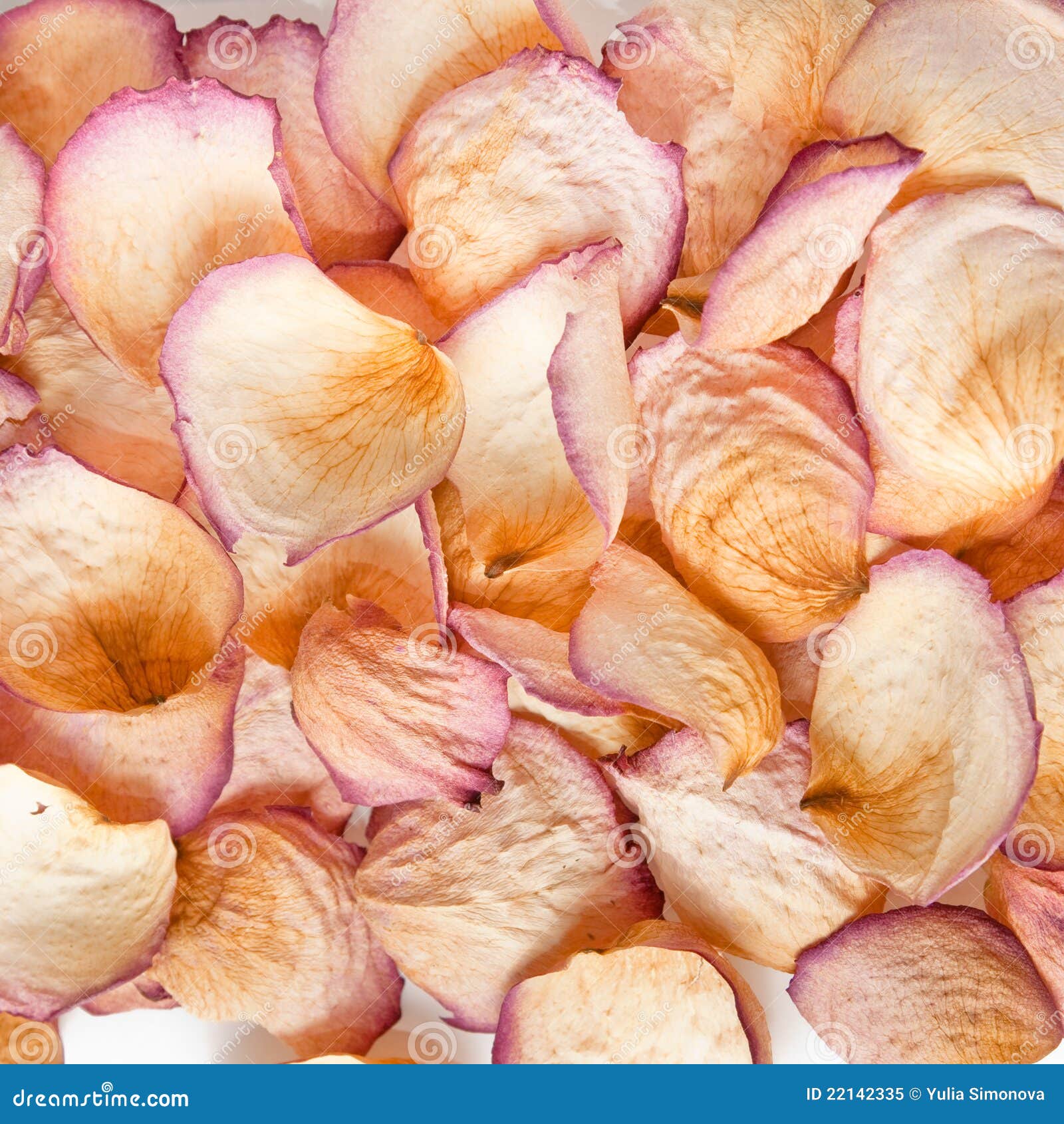 Dried Rose Petals Background Stock Image Image of medicine